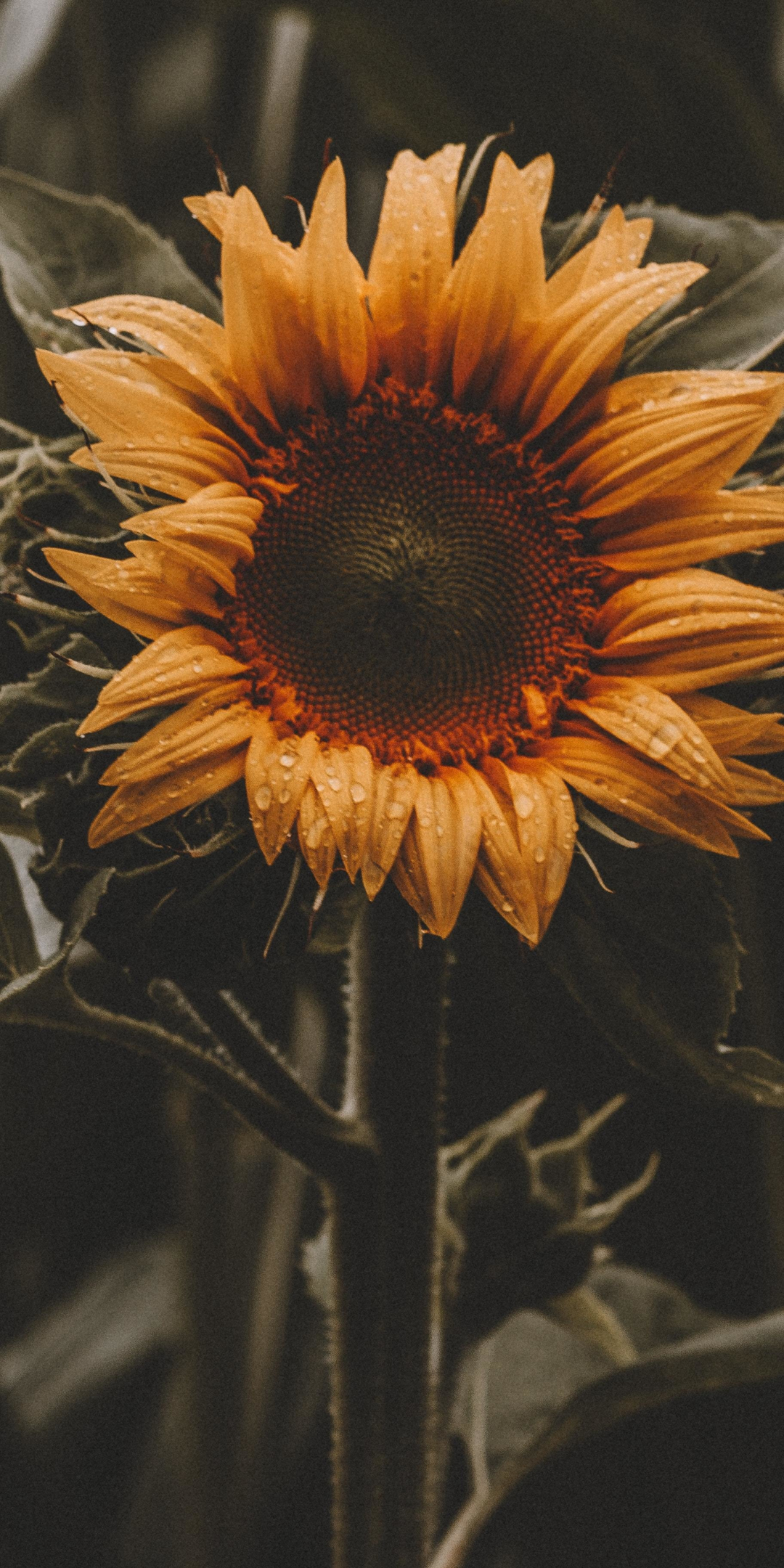 Beautiful, bloom, sunflower, yellow, 1080x2160 wallpaper