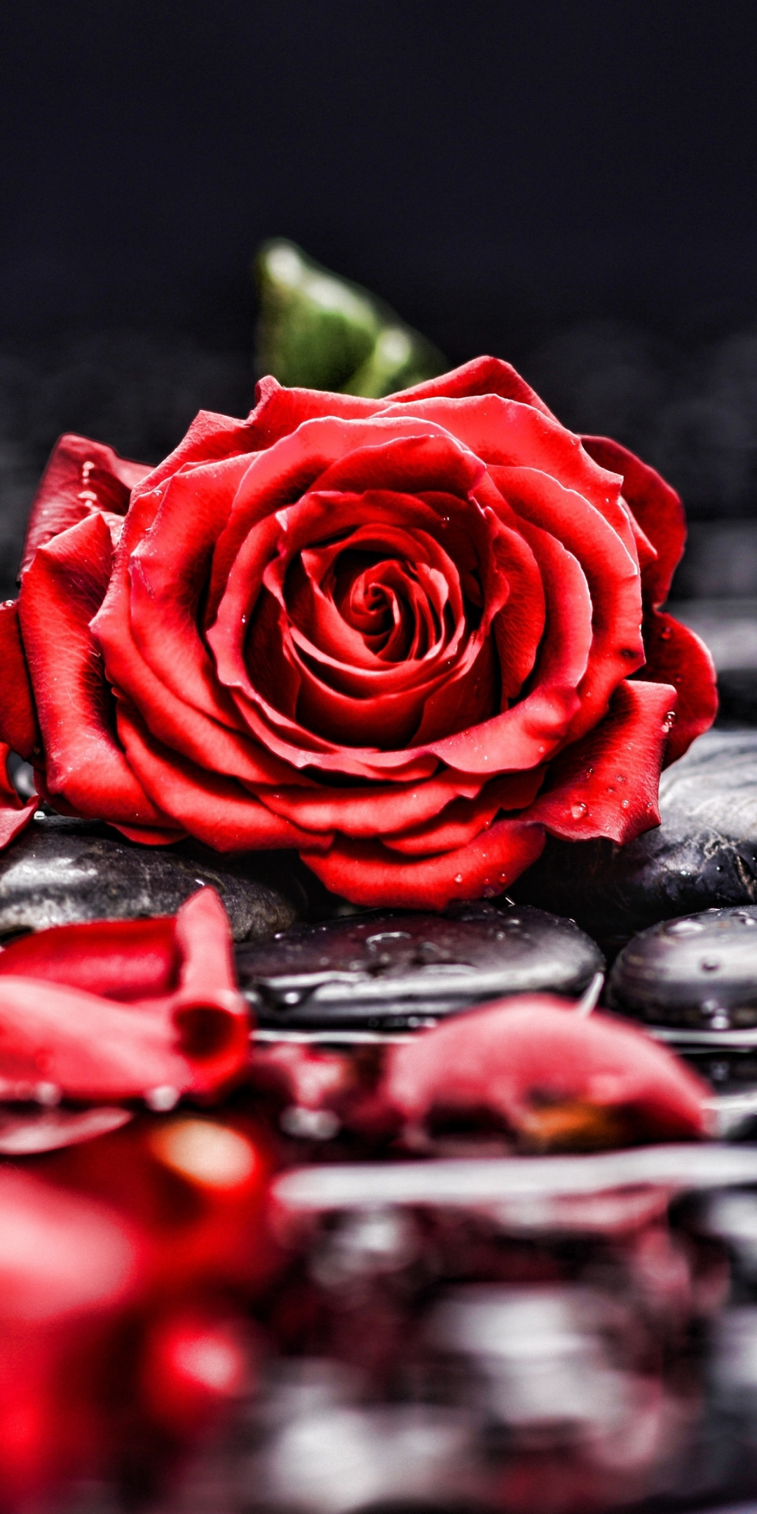 Pebbles, rocks, red rose, blur, portrait, 1080x2160 wallpaper