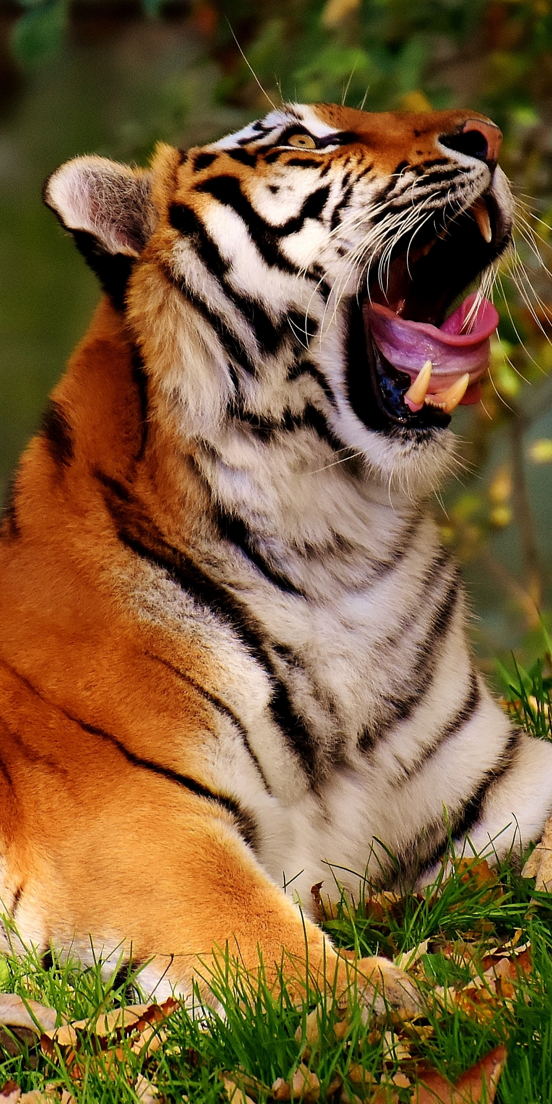 Big cat, yawn, tiger, animal, predator, 1080x2160 wallpaper