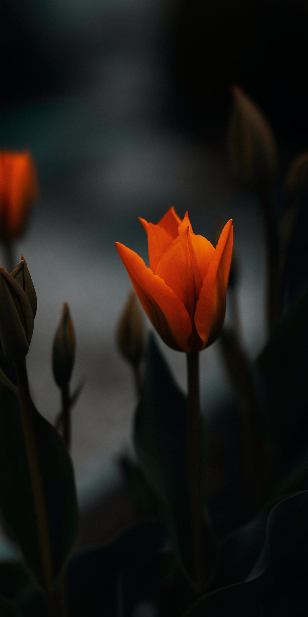 Tulip, orange flower, portrait, 1080x2160 wallpaper