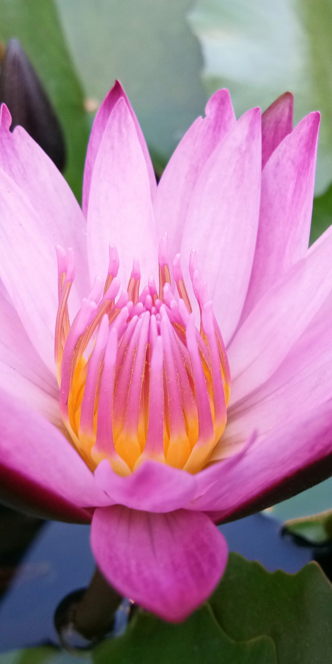 Water lily, pink flower, close up, 1080x2160 wallpaper