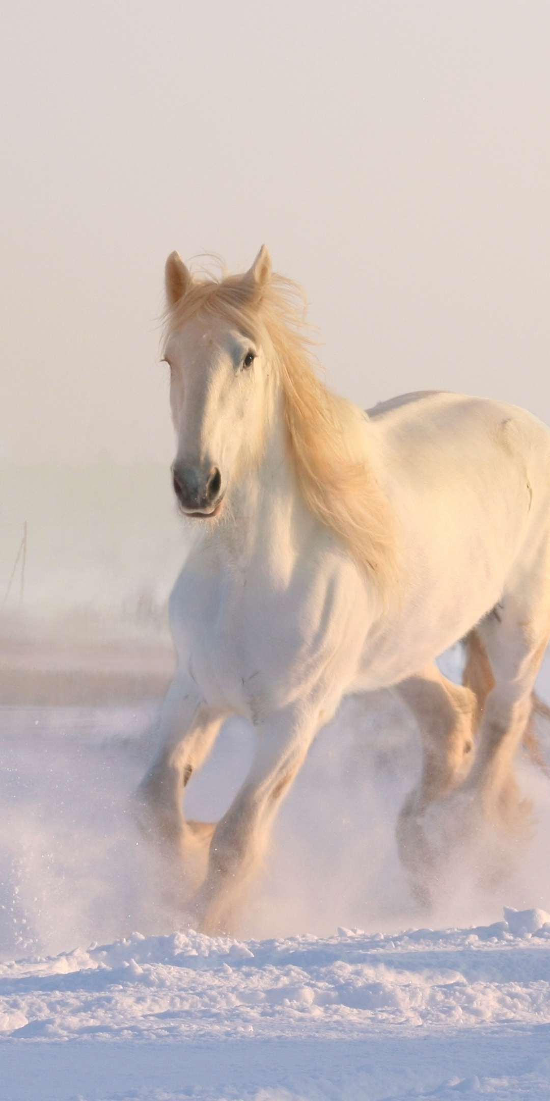 White horse, run, animal, 1080x2160 wallpaper