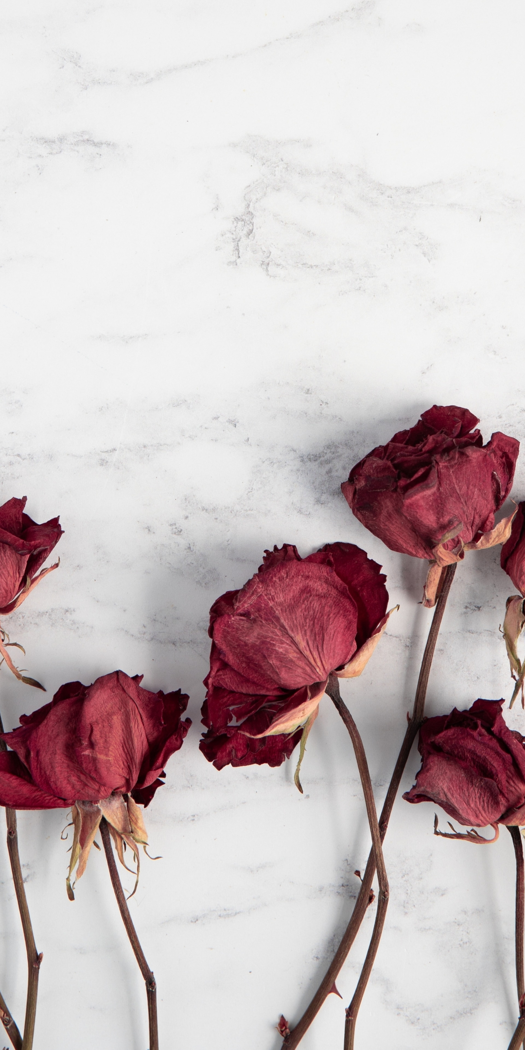 Dry, red roses, flowers, 1080x2160 wallpaper