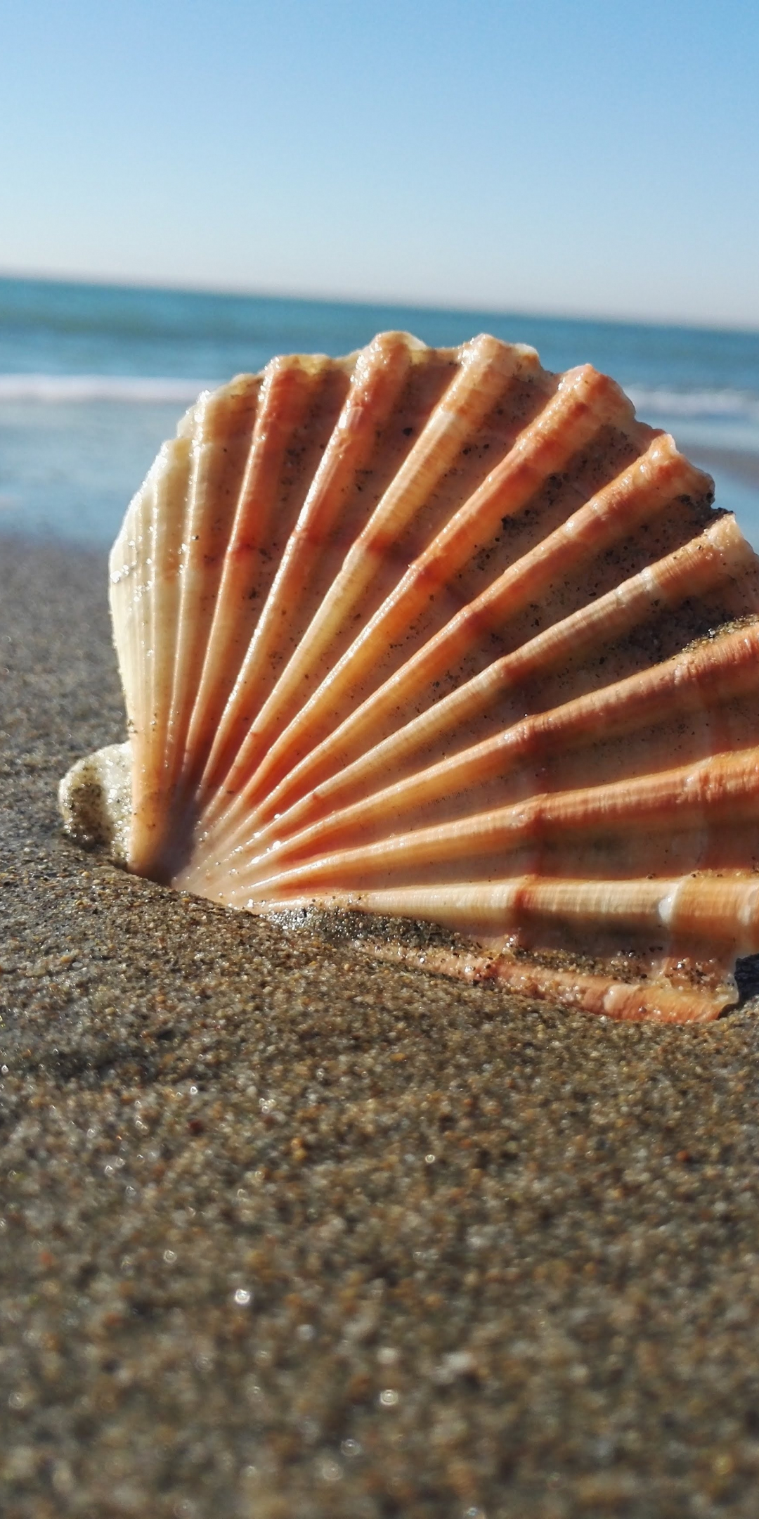 Coast, sand, shell, close up, 1080x2160 wallpaper