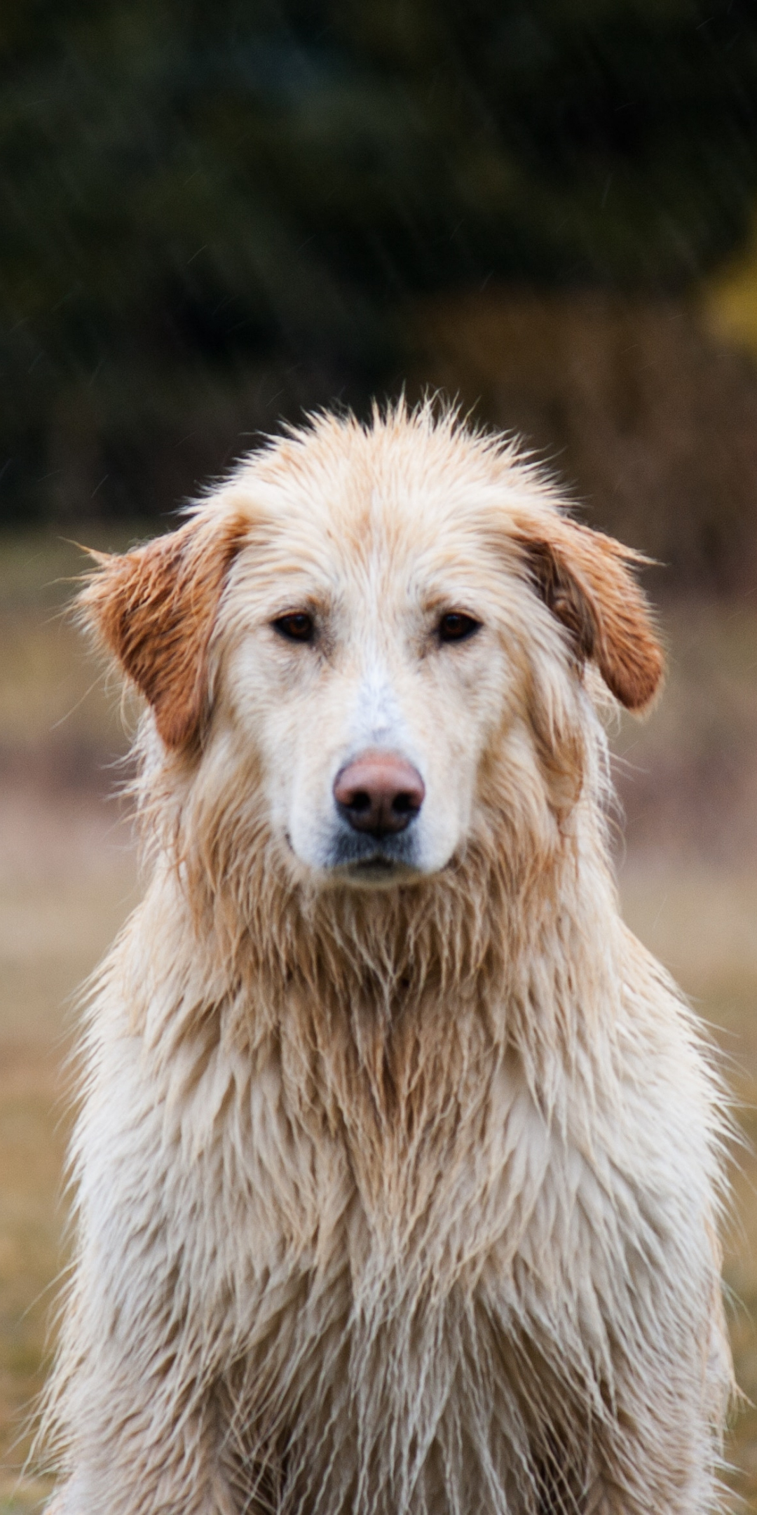 Labrador Retriever, dog, wet, 1080x2160 wallpaper