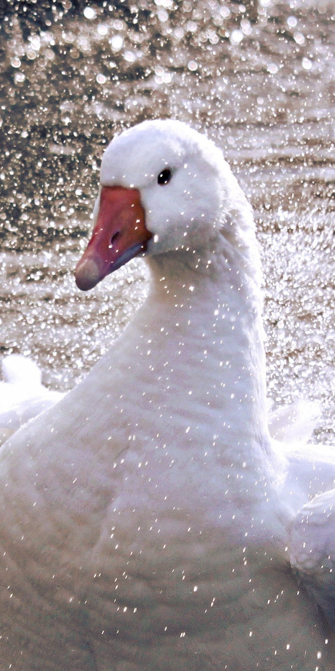 White goose, duck, bird, 1080x2160 wallpaper