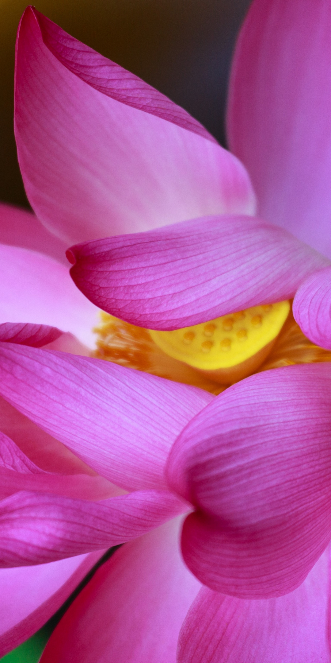 Lotus, flowers, close up, petals, 1080x2160 wallpaper