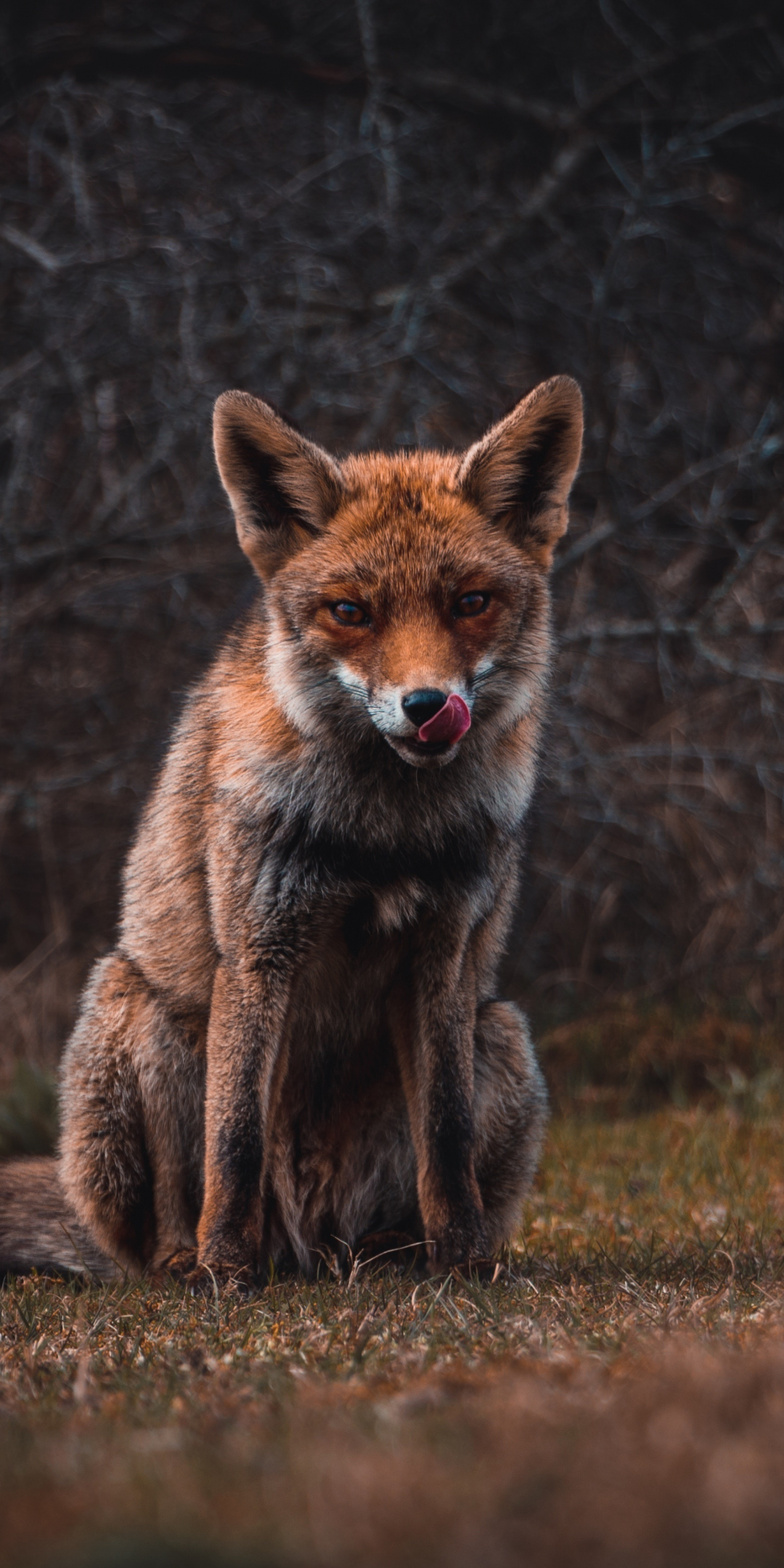 Fox, predator, animal, 1080x2160 wallpaper