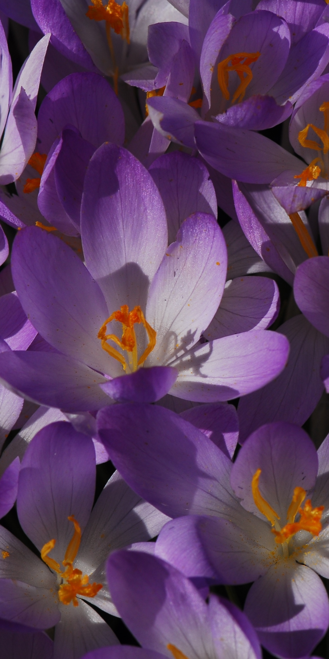Bloom, flowers, purple crocus, 1080x2160 wallpaper