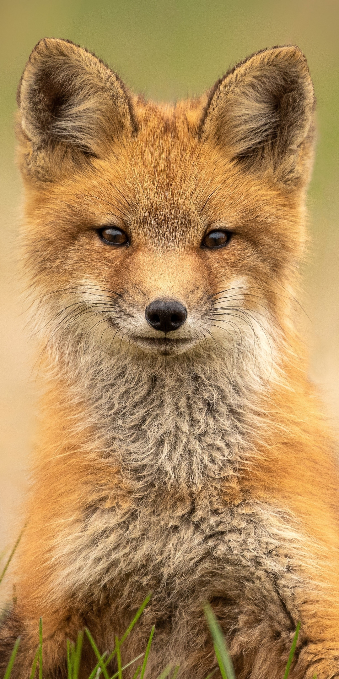 Cute, Red fox, predator, 1080x2160 wallpaper