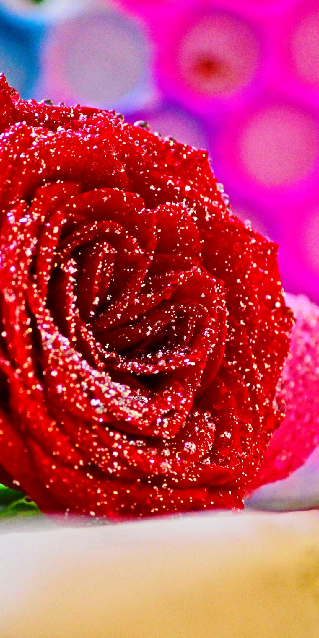 Red rose, close up, flower, 1080x2160 wallpaper