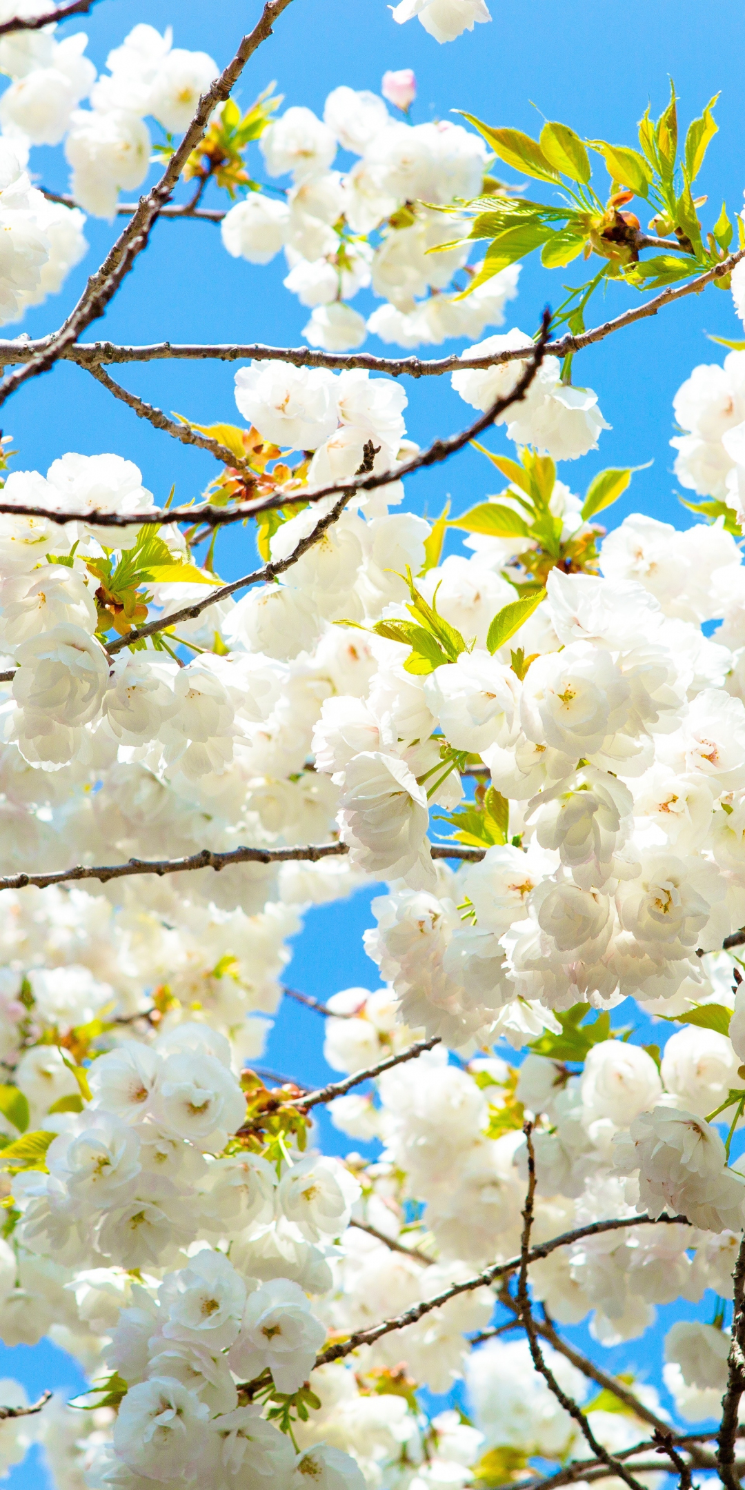 Tree branches, flowers, white, nature, blossom, 1080x2160 wallpaper