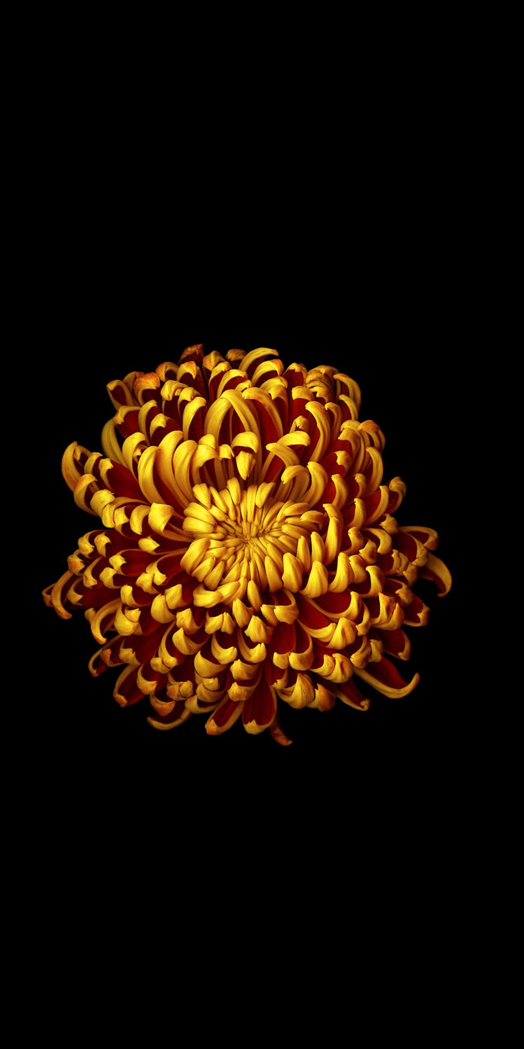 Golden flower, minimal, 1080x2160 wallpaper