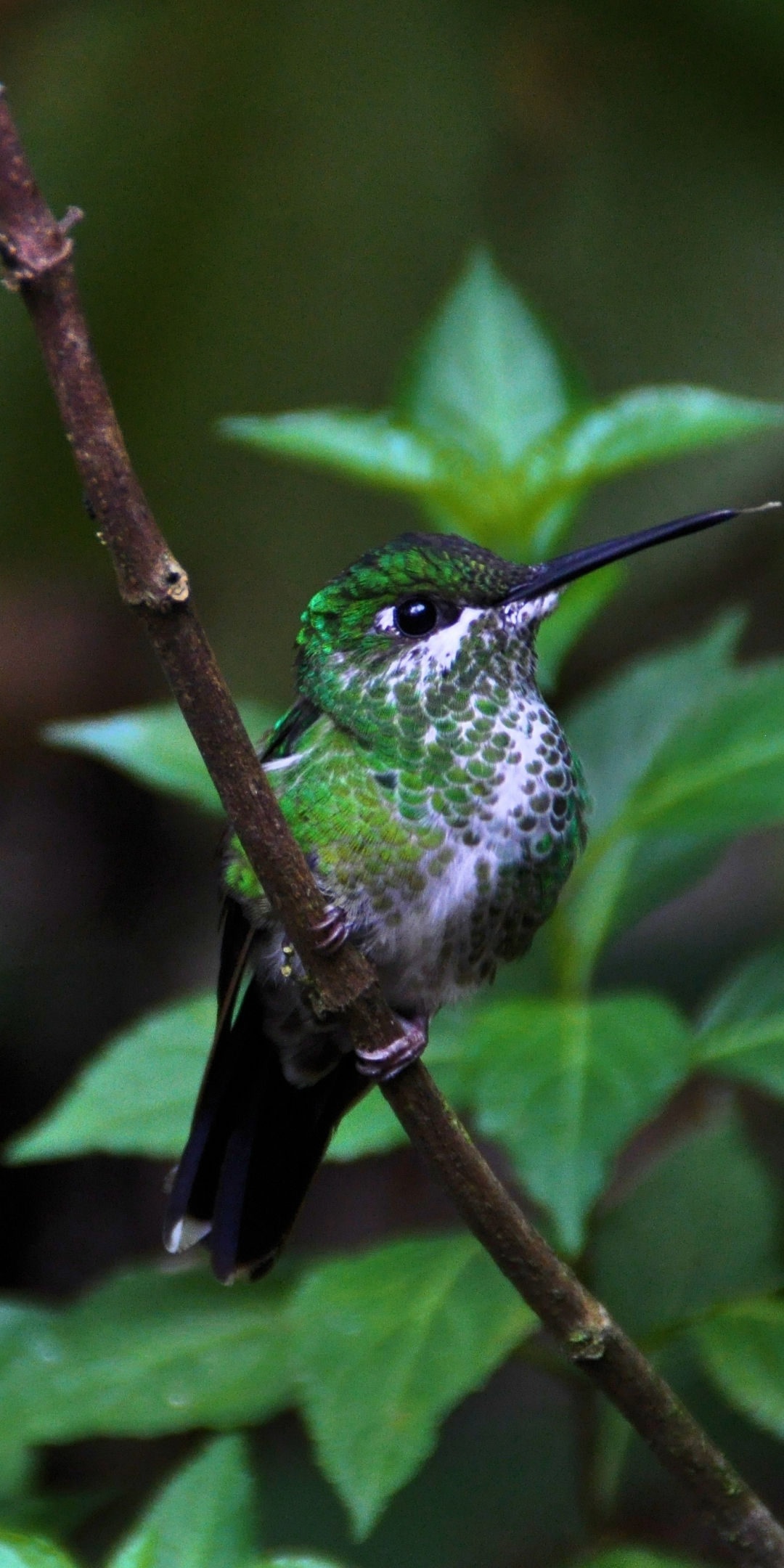 Cute, bird, close up, hummingbird, 1080x2160 wallpaper