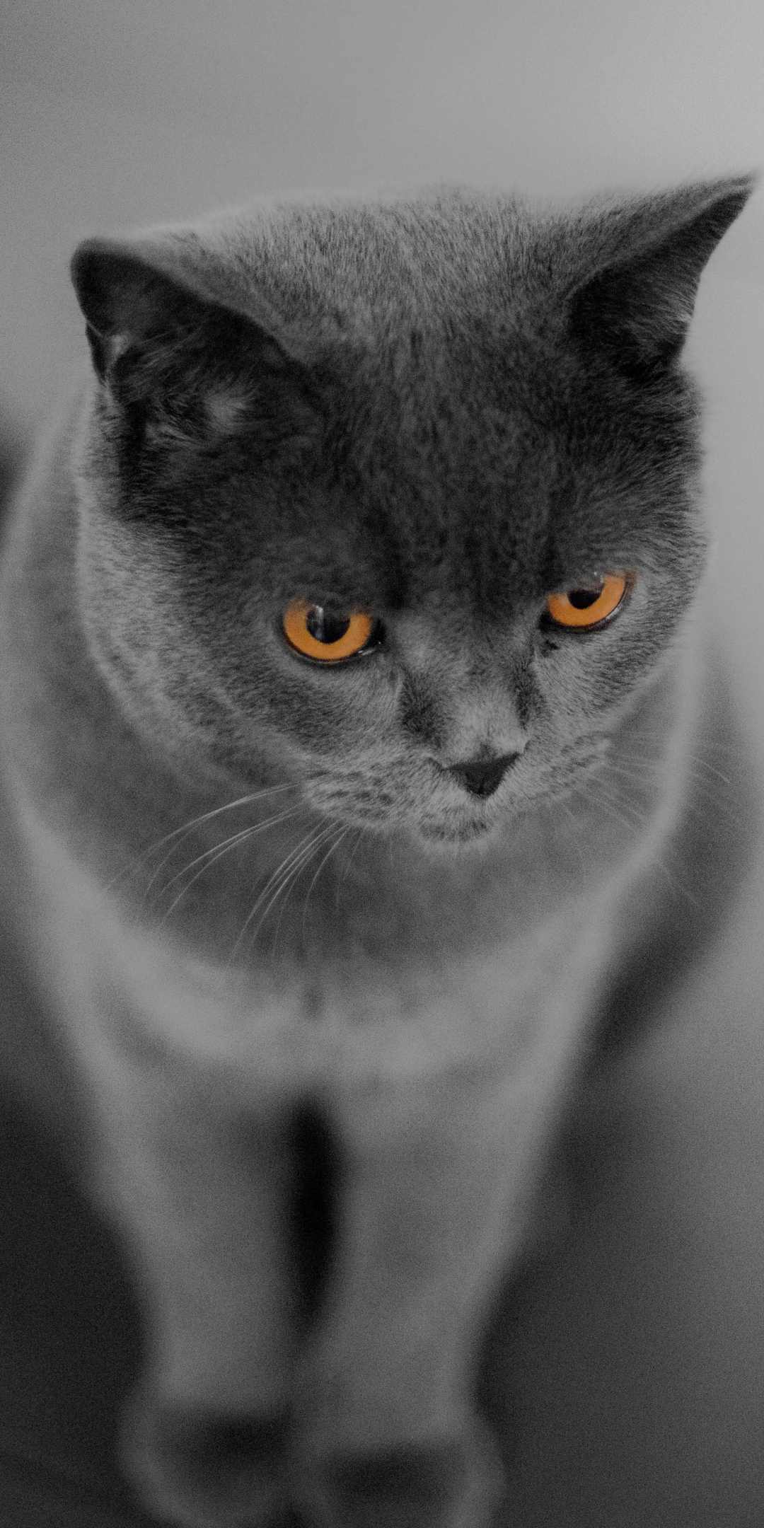 Curious, British Shorthair, cat, orange eyes, 1080x2160 wallpaper