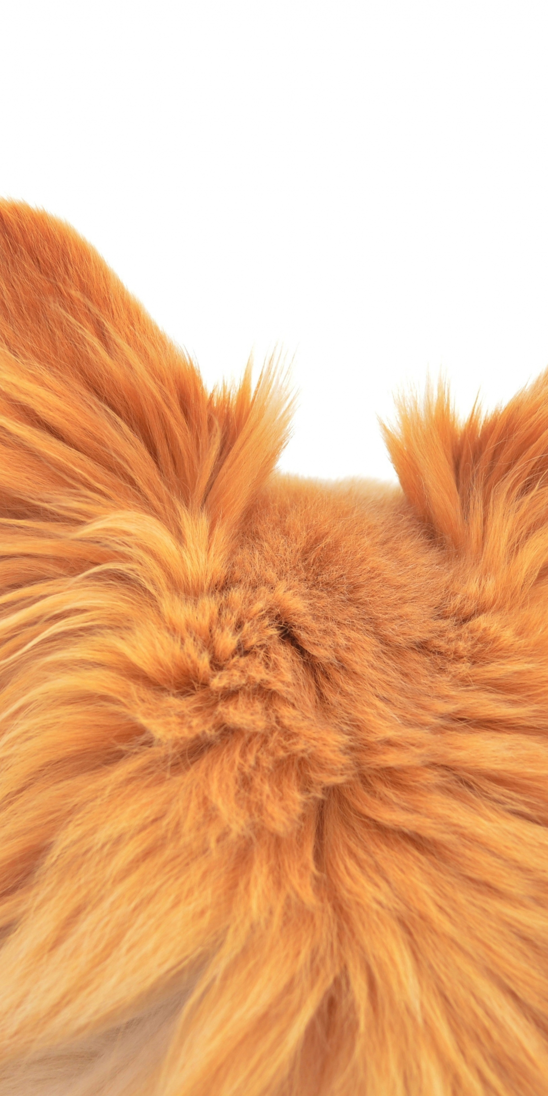 Ears, furry dog, animal, back, 1080x2160 wallpaper