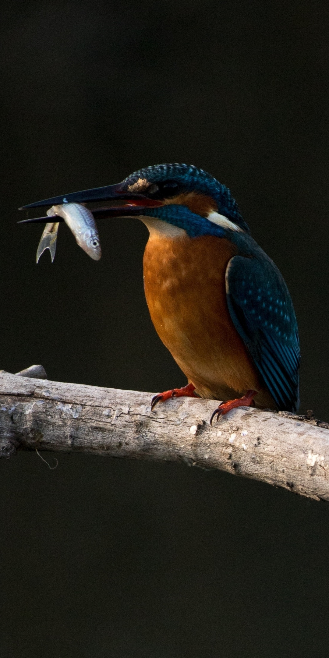 Nature, kingfisher, colorful, 1080x2160 wallpaper