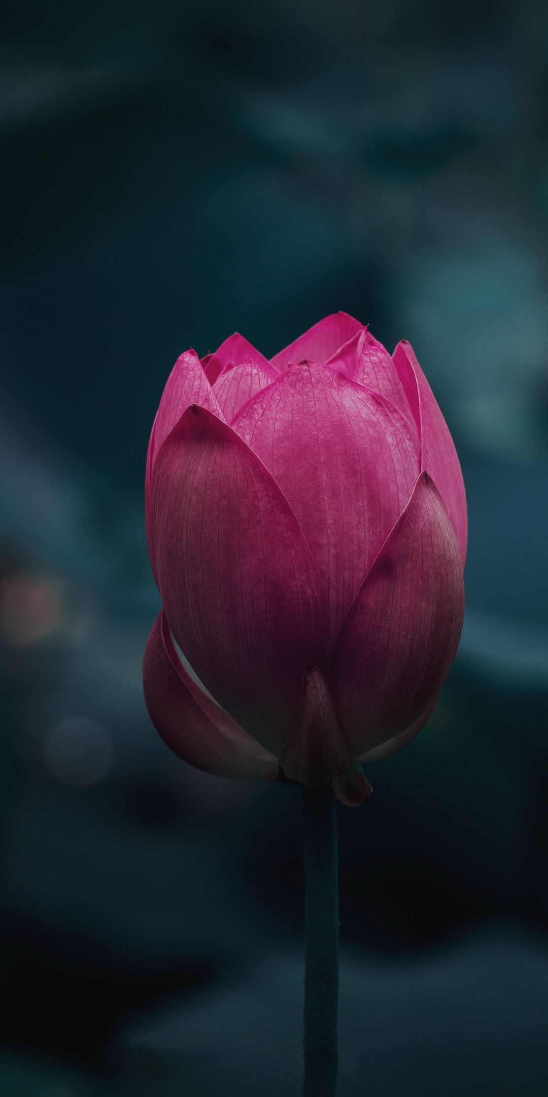 Flower bloom, pink lotus, portrait, 1080x2160 wallpaper