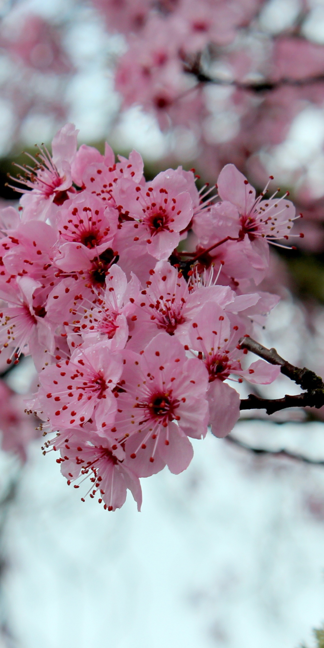 Pink, cherry flowers, blossom, spring, 1080x2160 wallpaper