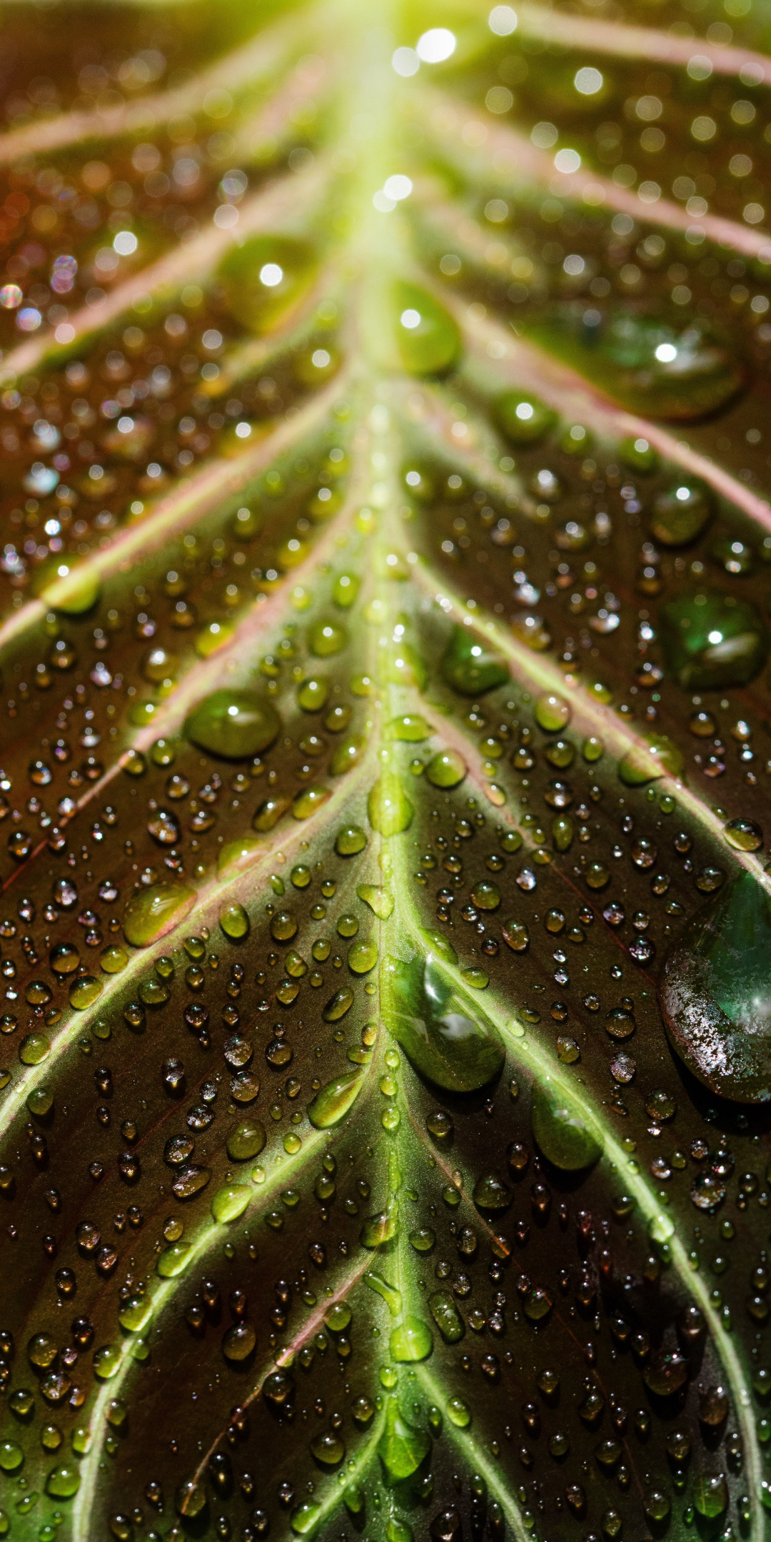 Veins of the leaf, close up, drops, 1080x2160 wallpaper