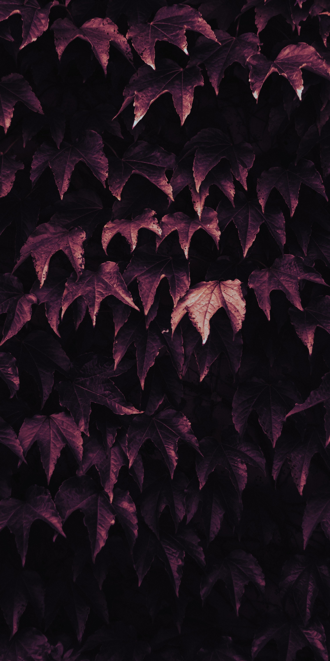 Leaves, foliage, nature, 1080x2160 wallpaper