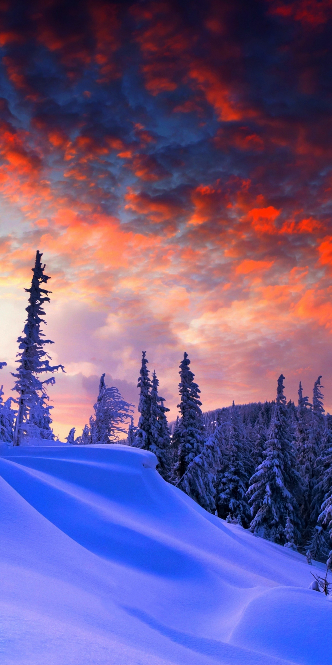 Winter evening, beautiful sky, trees, clouds, 1080x2160 wallpaper