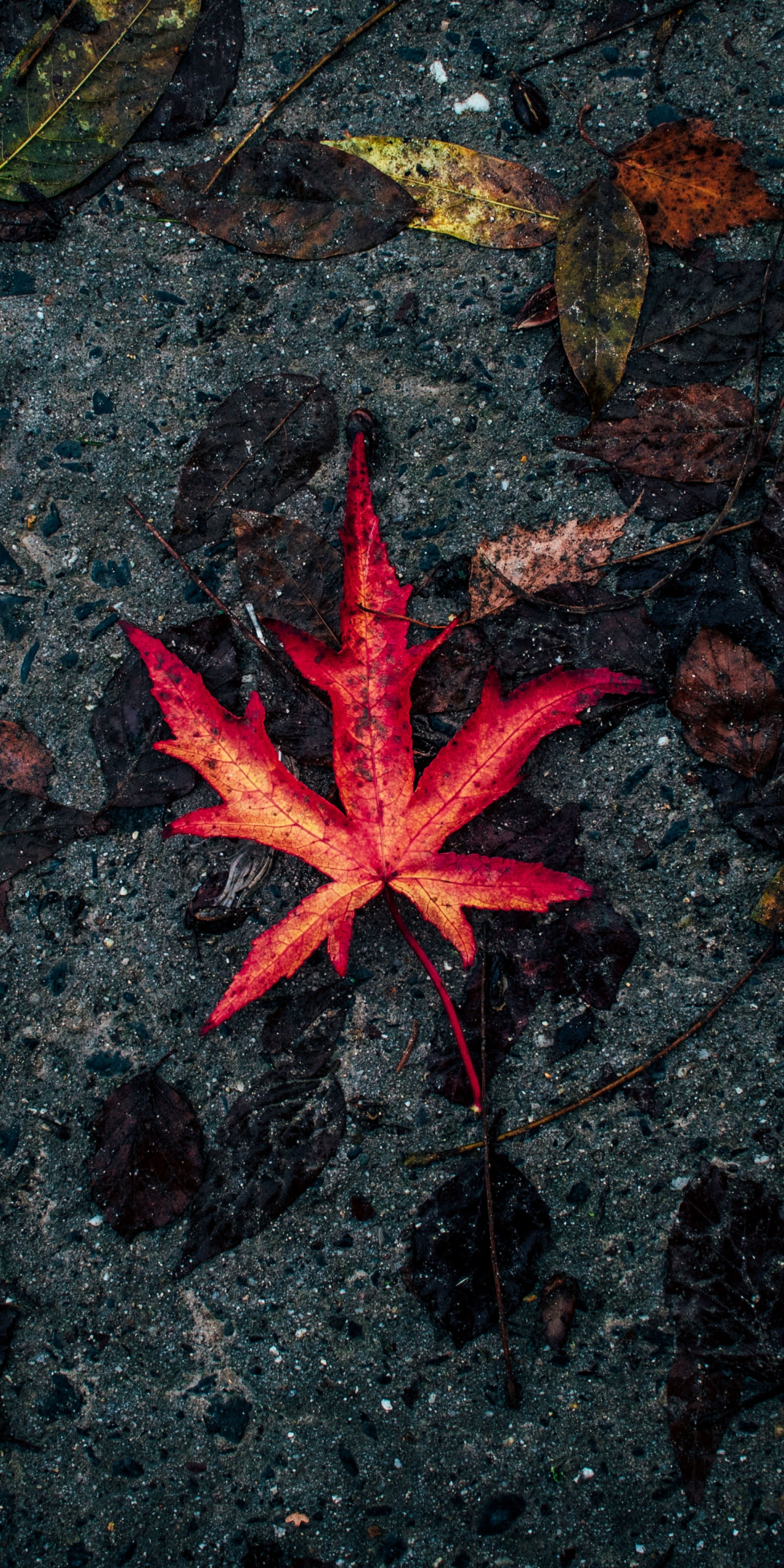 Leaf, fall, autumn, 1080x2160 wallpaper