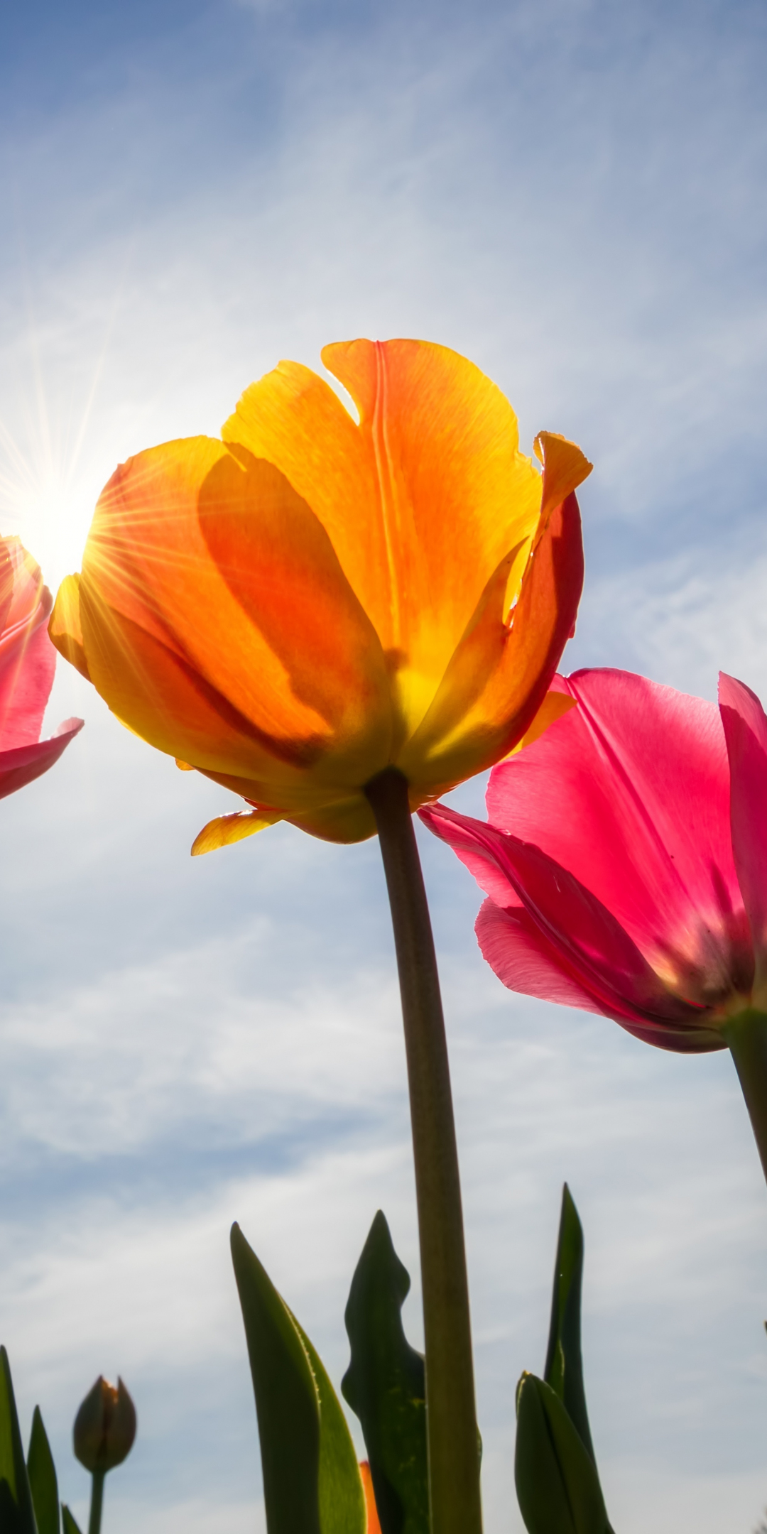 Tulips, bloom, sunny day, spring, 1080x2160 wallpaper