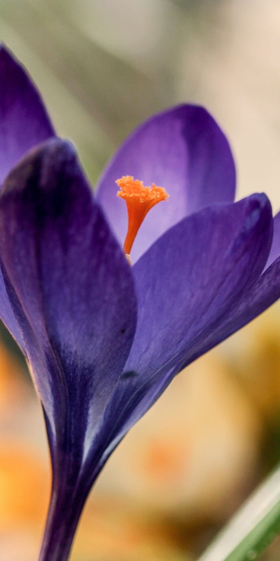 Close up, pollen, crocus, purple, 1080x2160 wallpaper