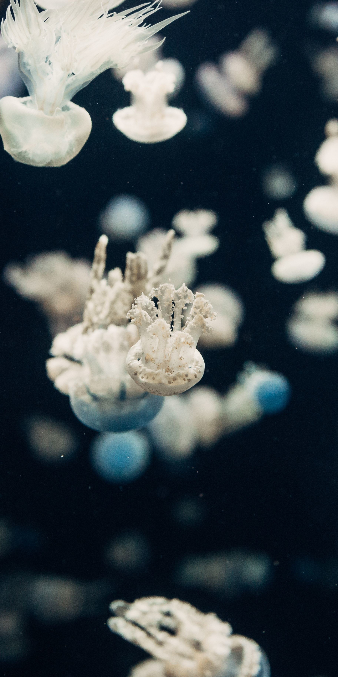 Jellyfish, underwater, 1080x2160 wallpaper