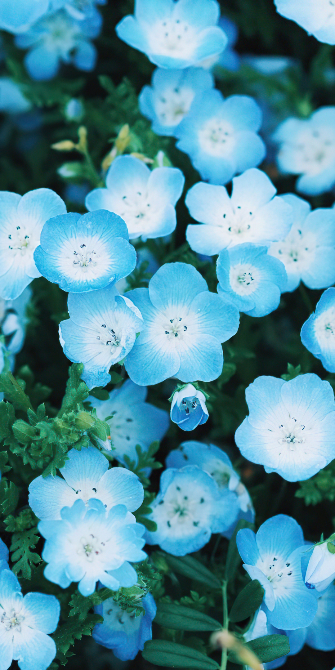 Blue flower, tiny and beautiful, close up, bloom, 1080x2160 wallpaper