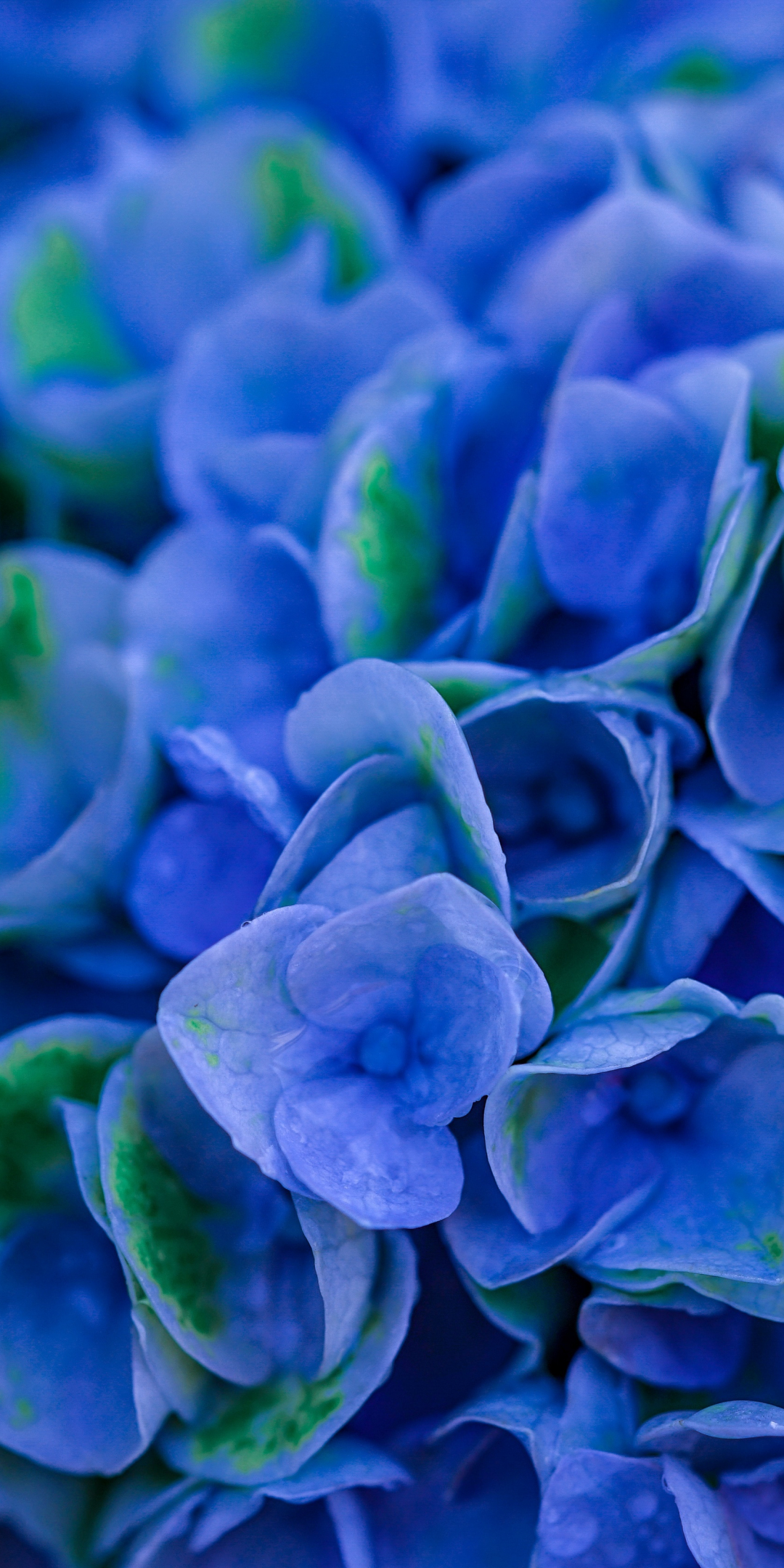 Bloom, blue, Hydrangeas, close up, 1080x2160 wallpaper