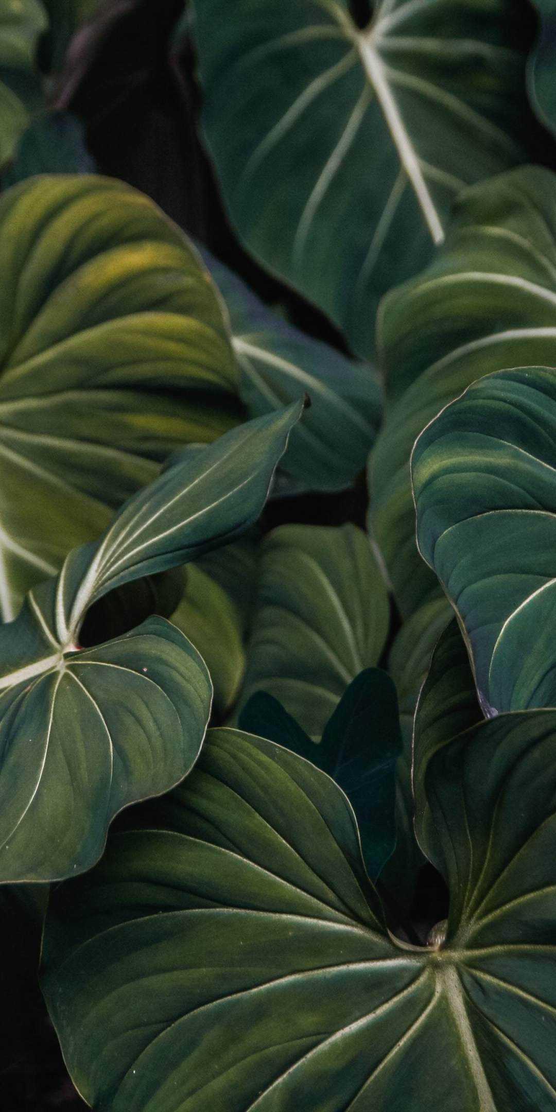 Flora, green leaf, veins, close up, 1080x2160 wallpaper