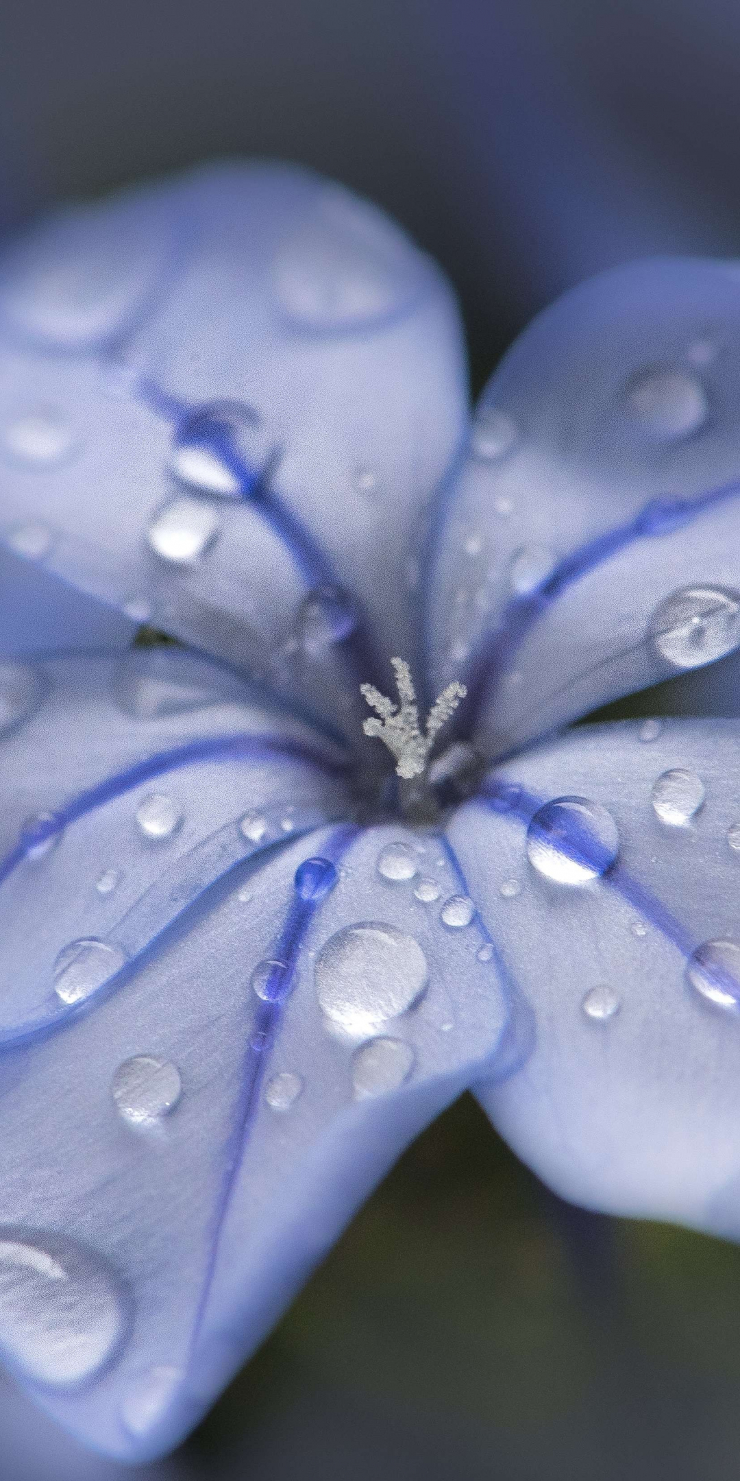 Blue flower, water drops, close up, 1080x2160 wallpaper