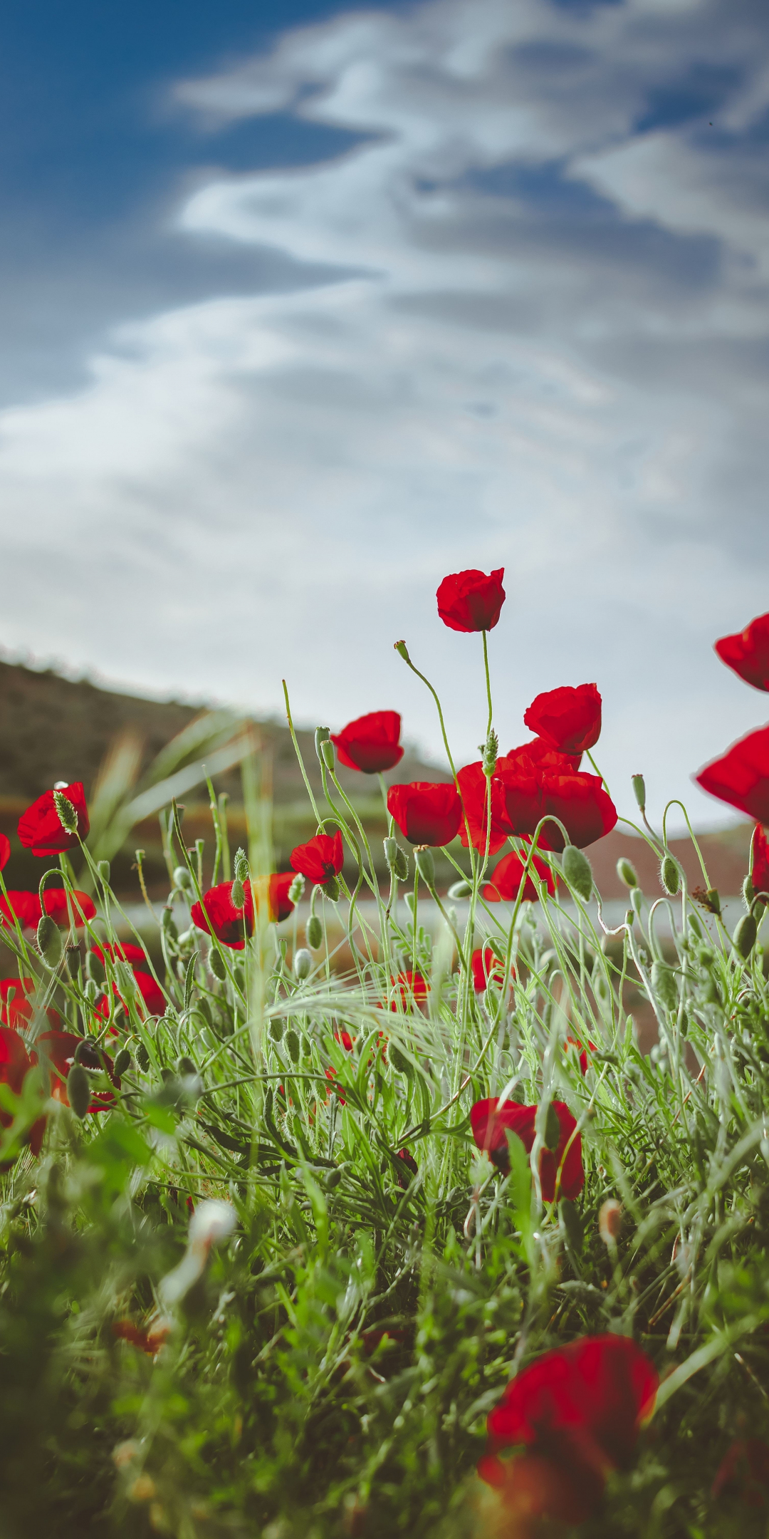 Meadow, bright and red poppy, plants, nature, 1080x2160 wallpaper