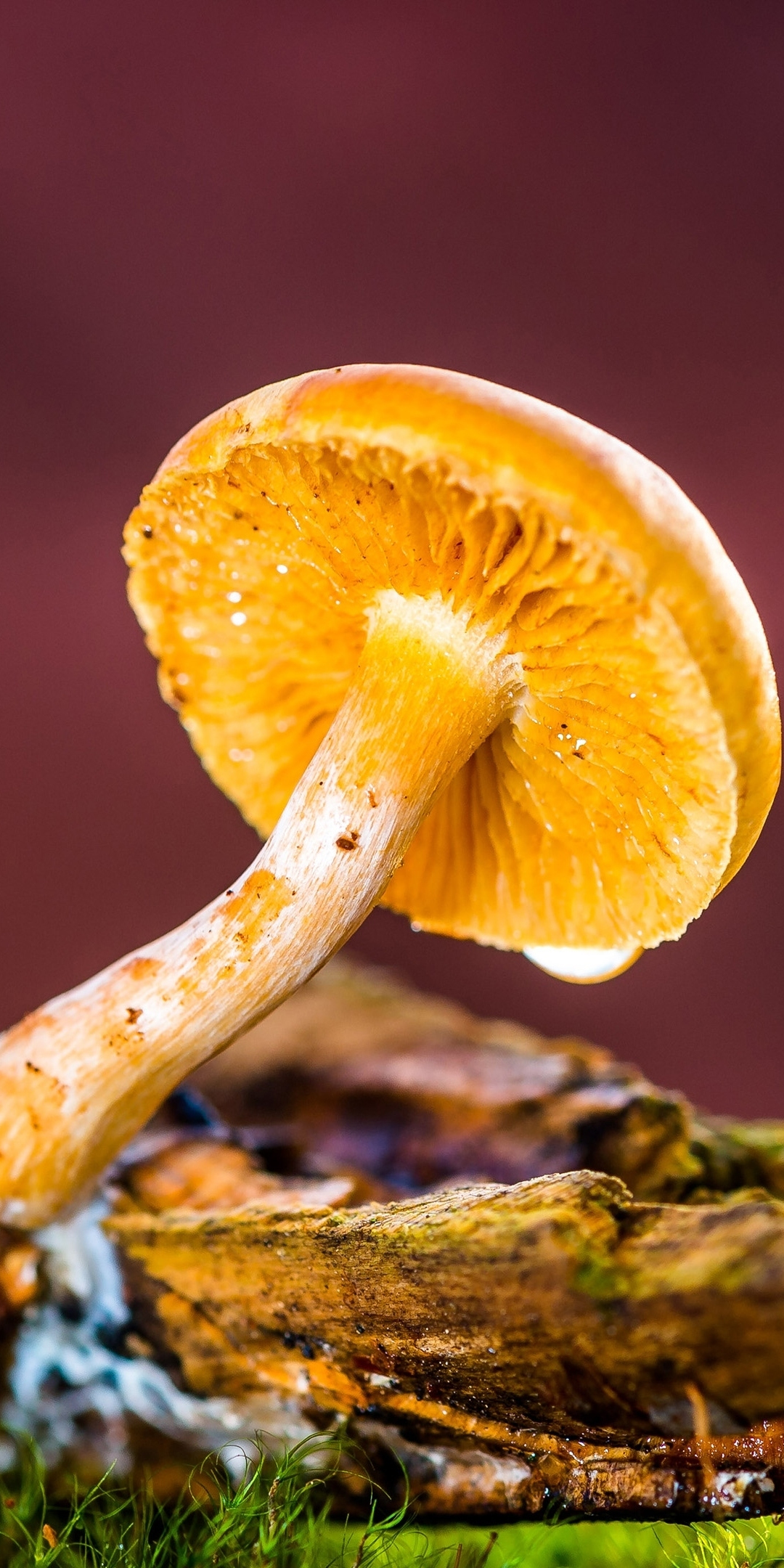 Mushroom, wild yellow small fungal plant, 1080x2160 wallpaper