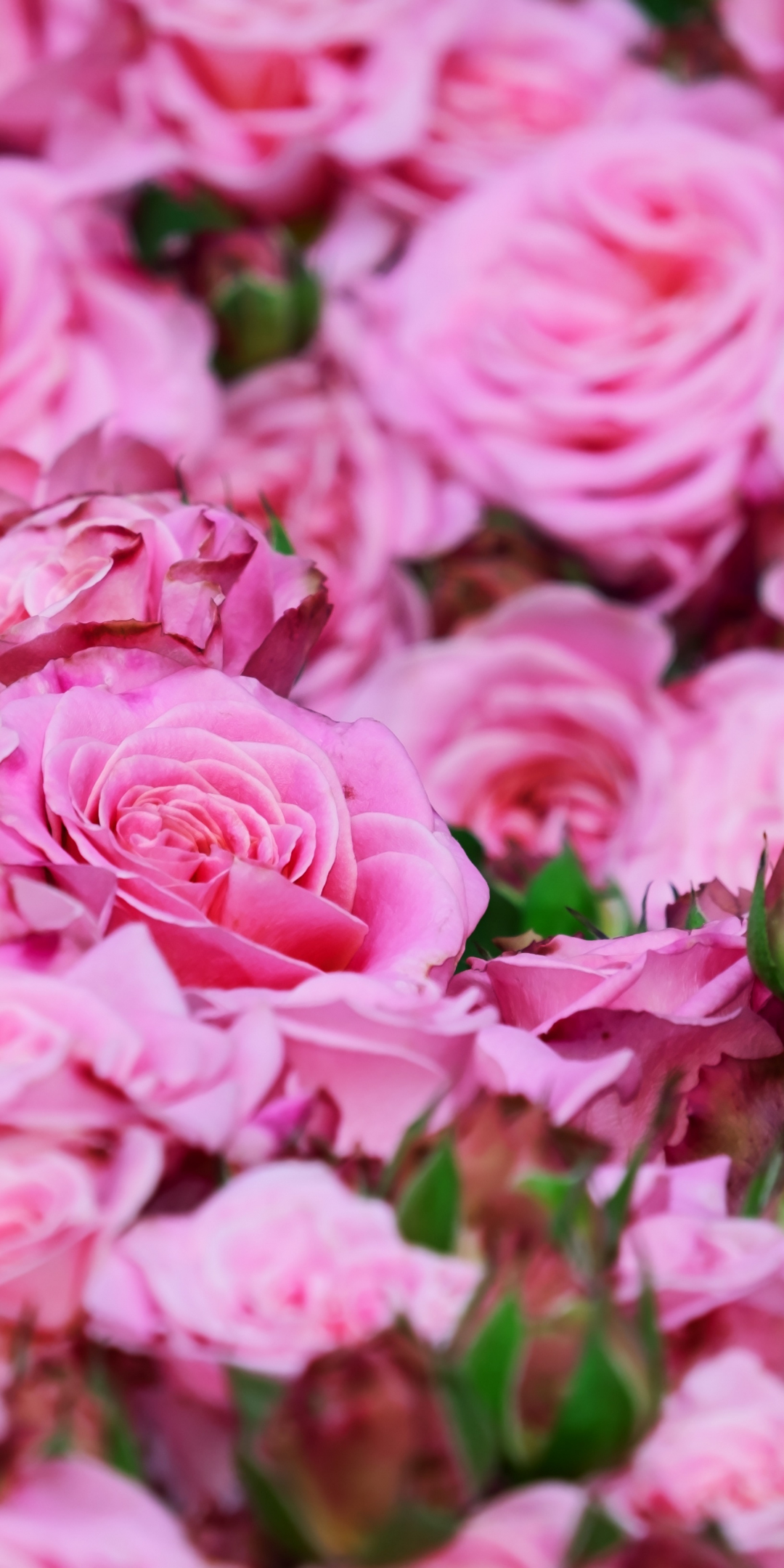 Roses, pink, fresh, bouquet, 1080x2160 wallpaper