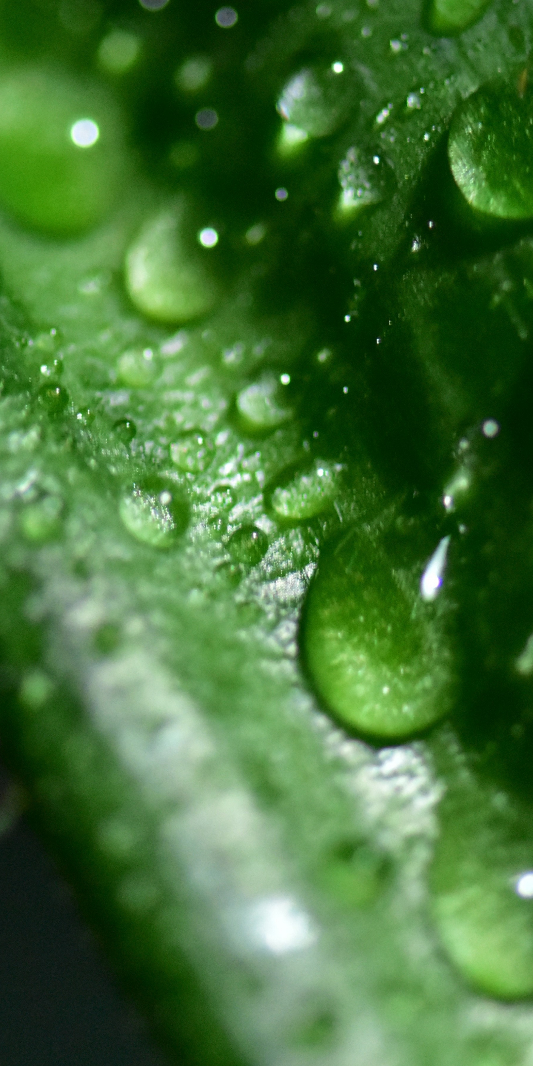 Green leaf, close up, drops, 1080x2160 wallpaper