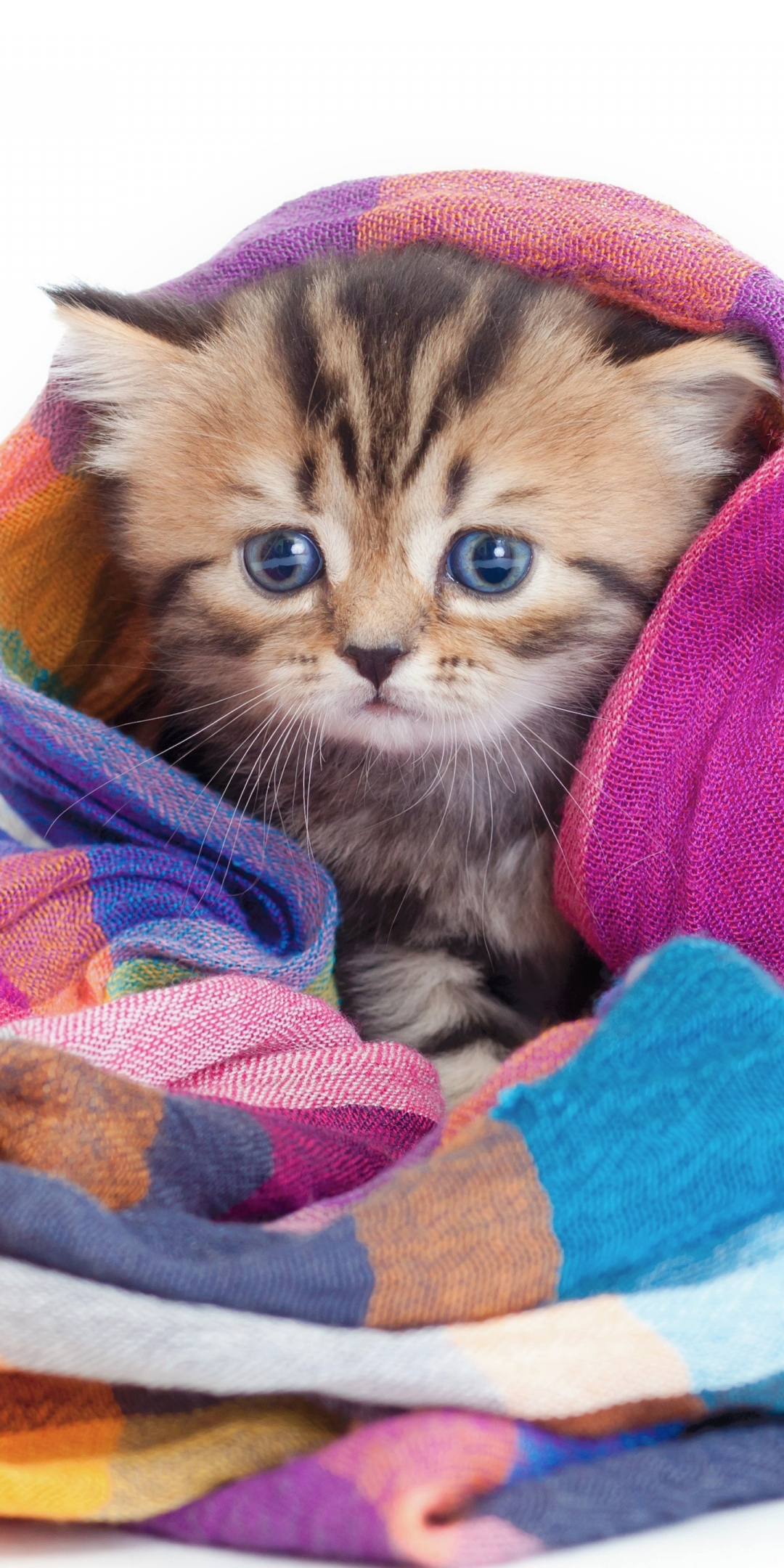 Cute, animal, feline wrap in blanket, 1080x2160 wallpaper