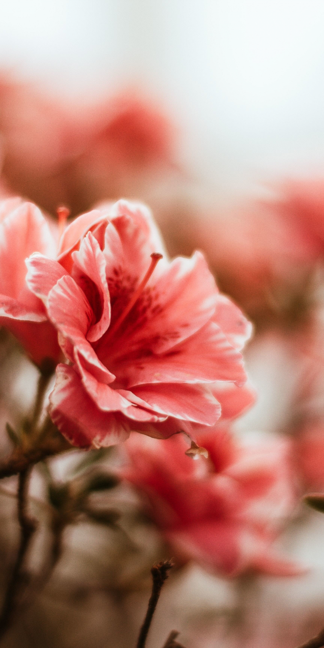 Download wallpaper 1080x2160 blossom, flowers, pink, portrait, honor 7x, honor 9 lite, honor