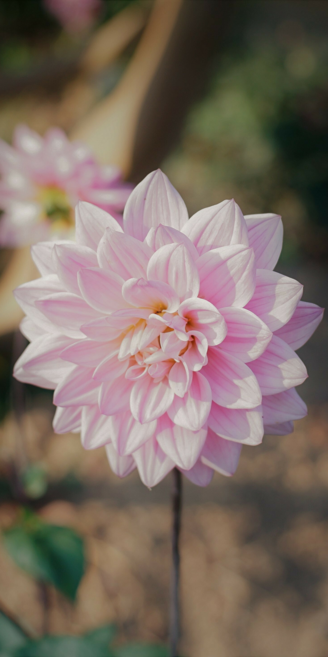 Bloom, pink flower, 1080x2160 wallpaper