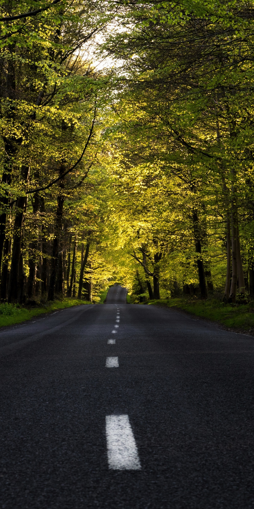 Highway, forest, tree, road, spring, 1080x2160 wallpaper
