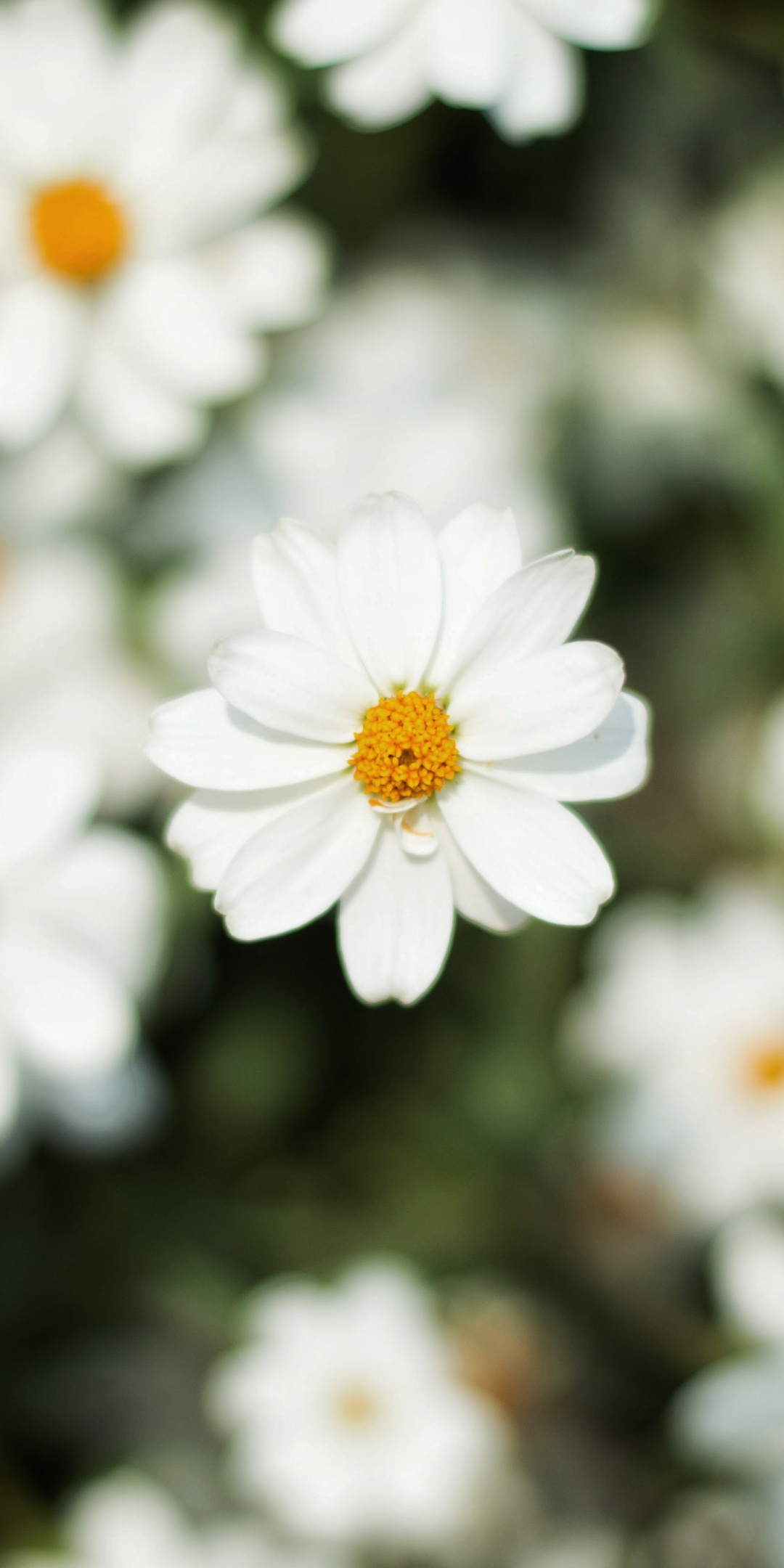 Blur, bloom, white daisy, flowers, 1080x2160 wallpaper