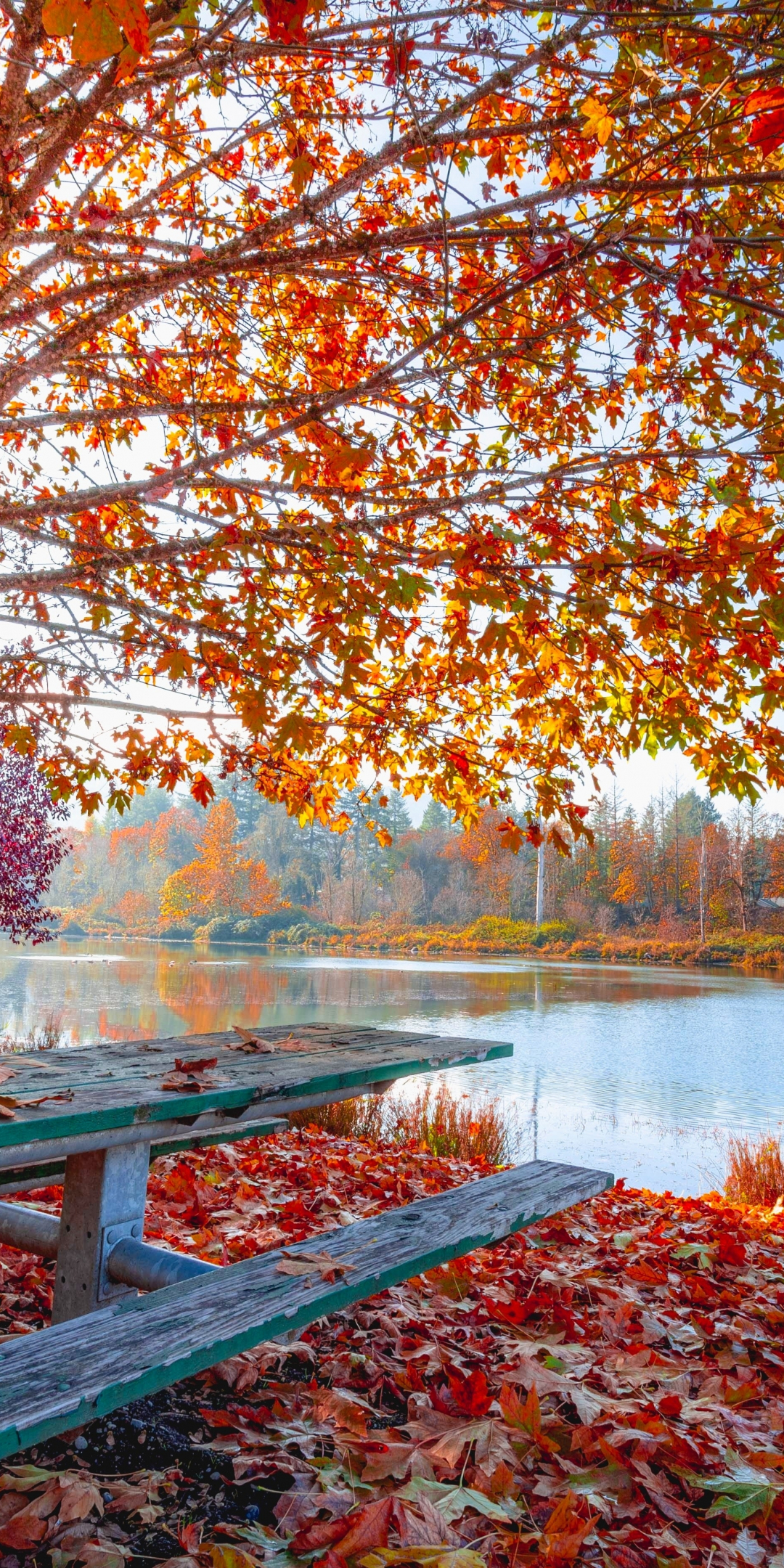 Autumn, fall, maple tree, foliage, autumn, leaves, sunny day, lakeside, 1080x2160 wallpaper