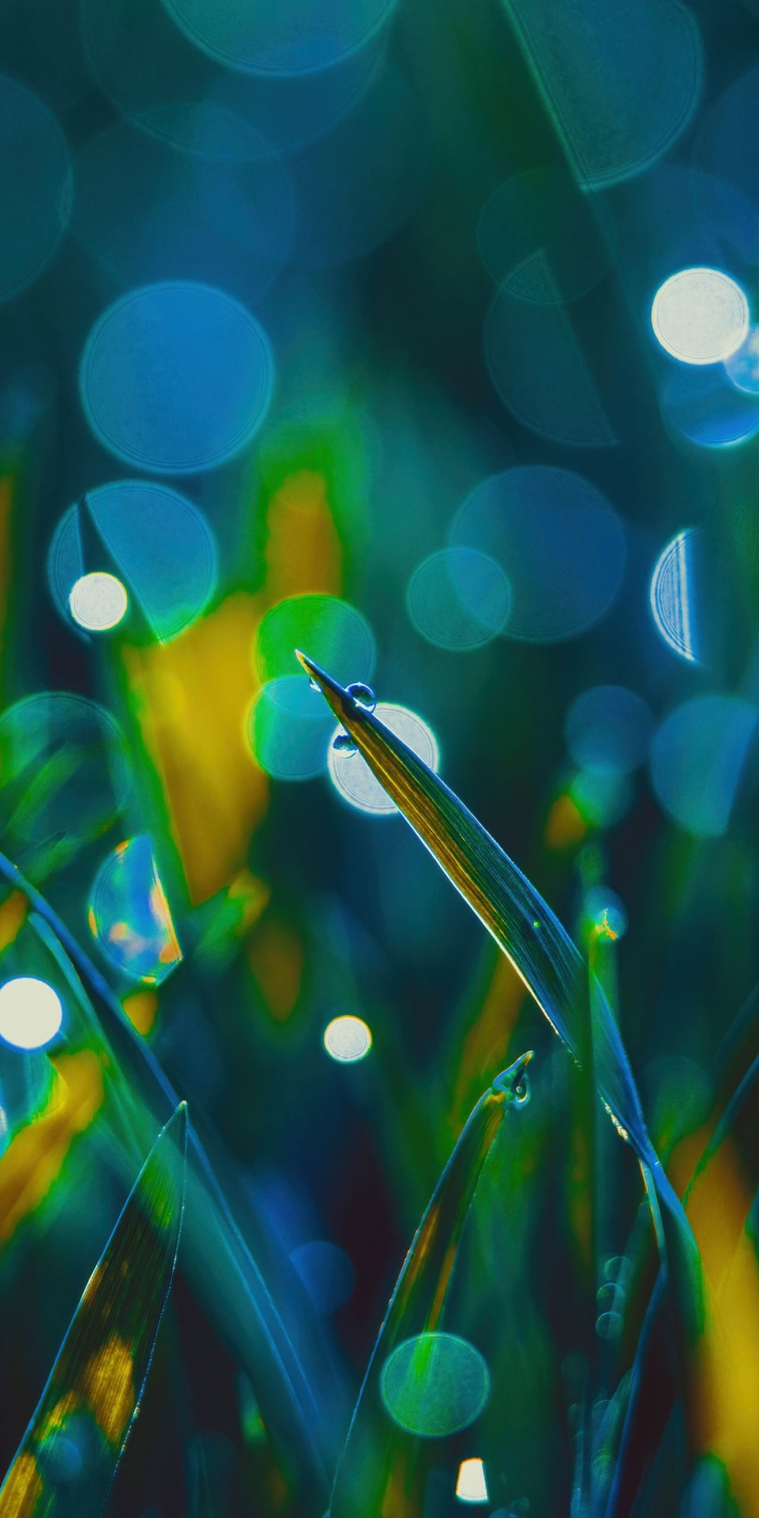 Grass, bokeh, dew drops, macro, 1080x2160 wallpaper