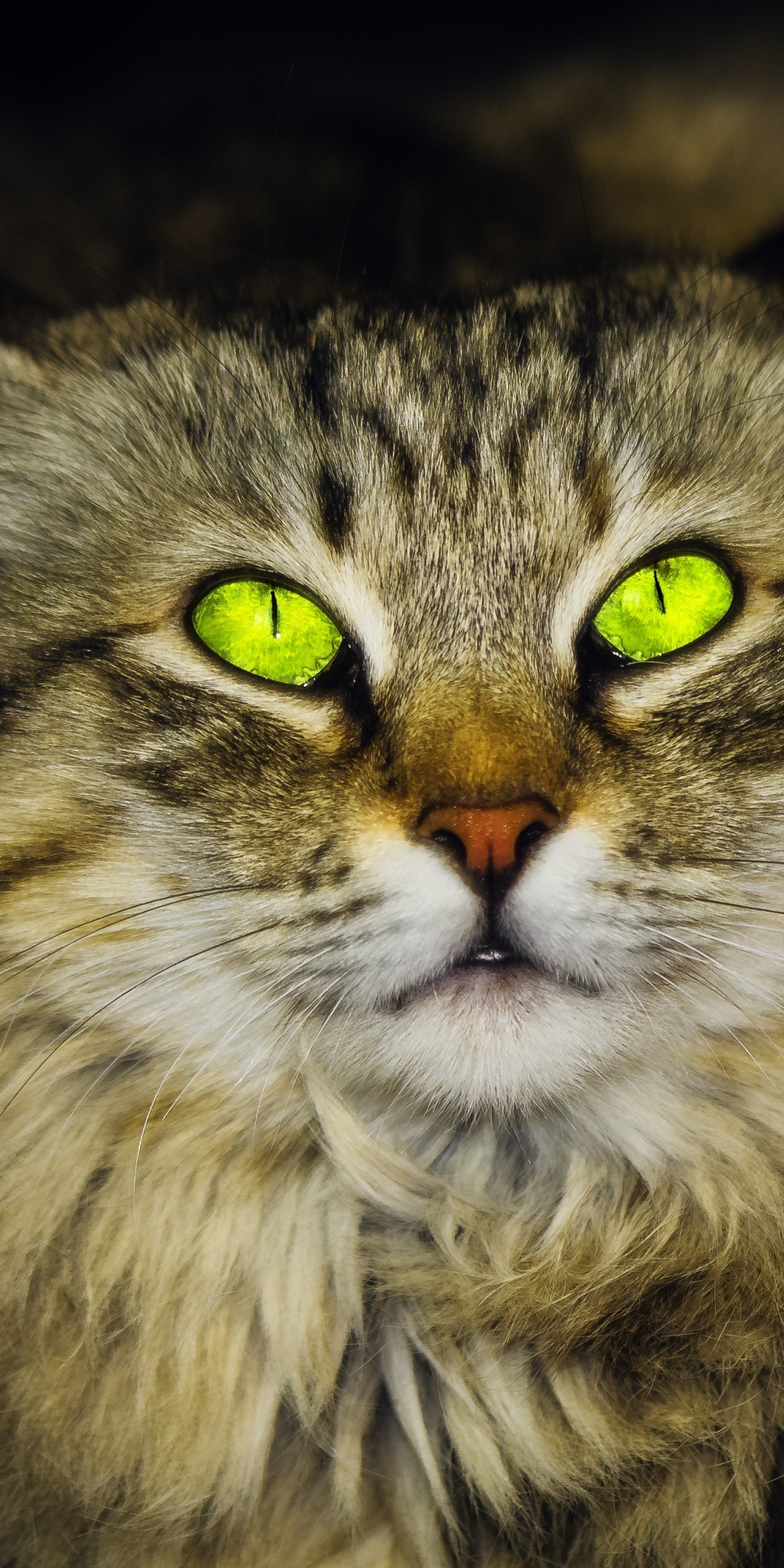 Green eyes, cat, feline, stare, 1080x2160 wallpaper