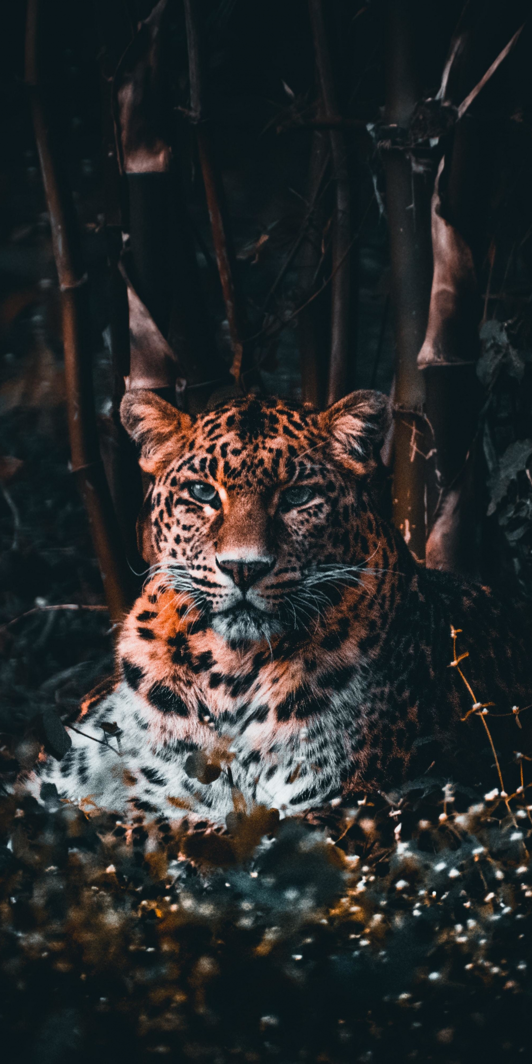 Leopard, stare, predator, 1080x2160 wallpaper