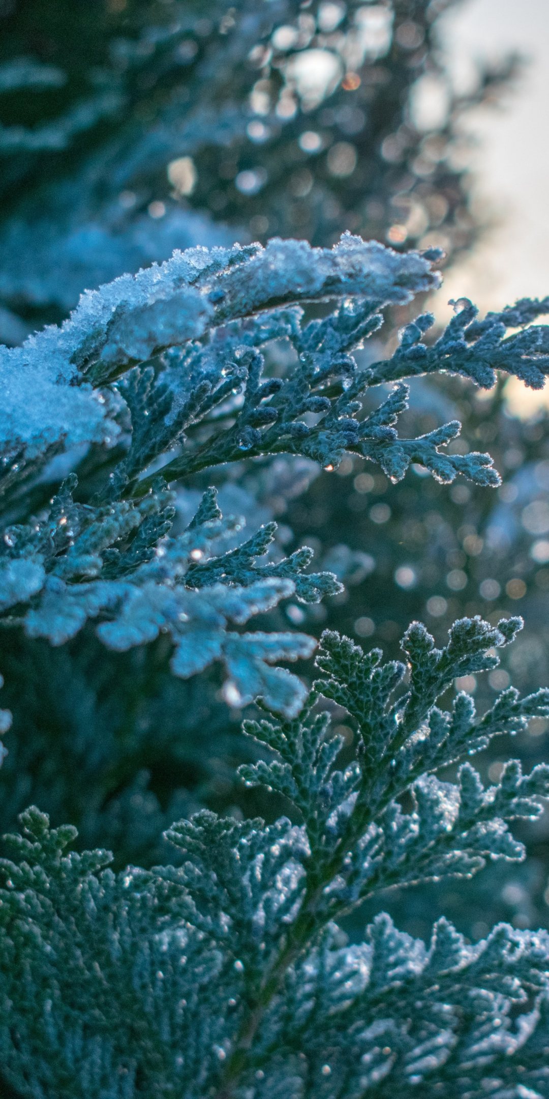 Snowfrost, winter, pine, leaves, tree branches, nature, 1080x2160 wallpaper