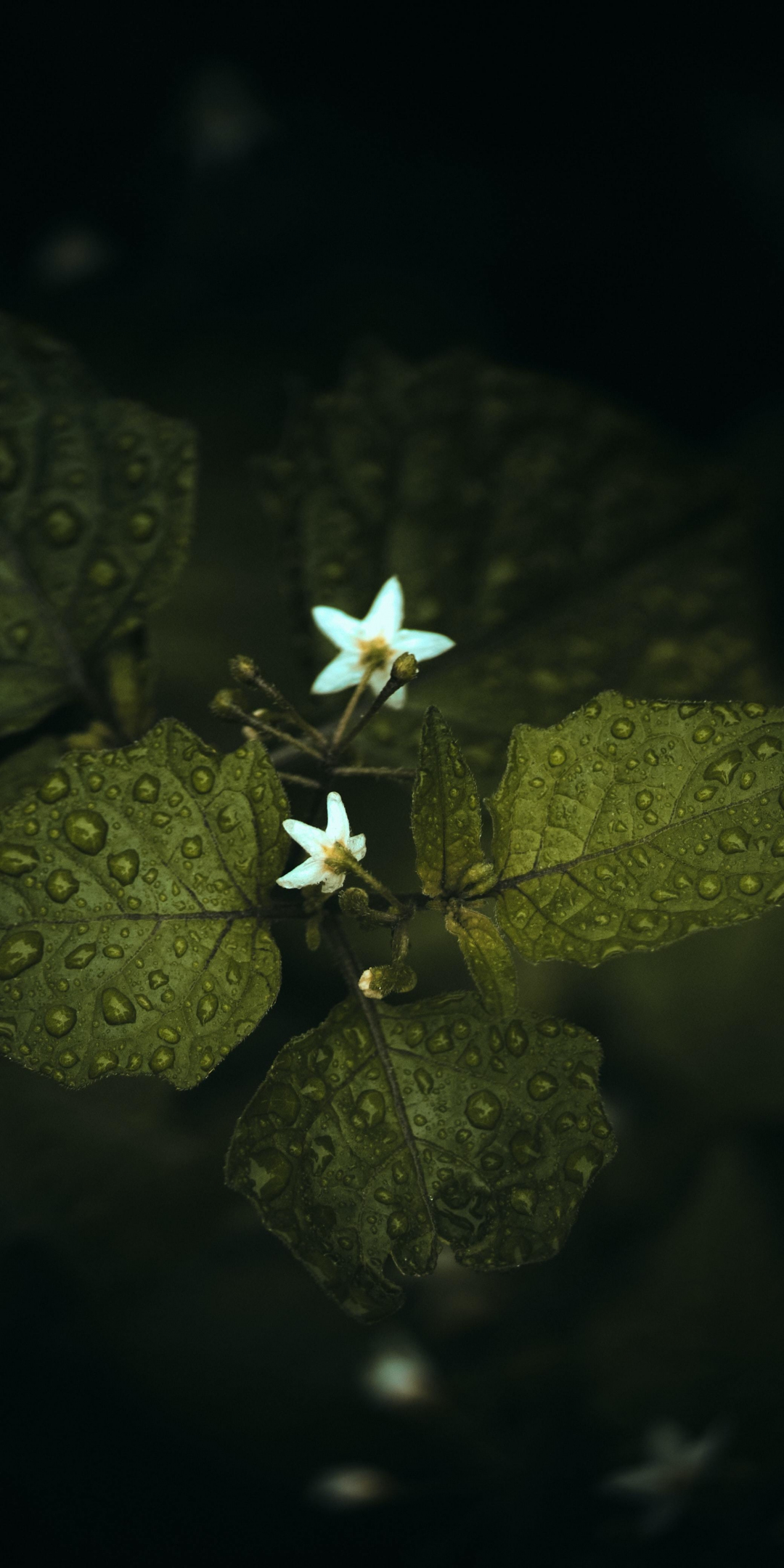 Three leaves, small flower buds, branch, 1080x2160 wallpaper