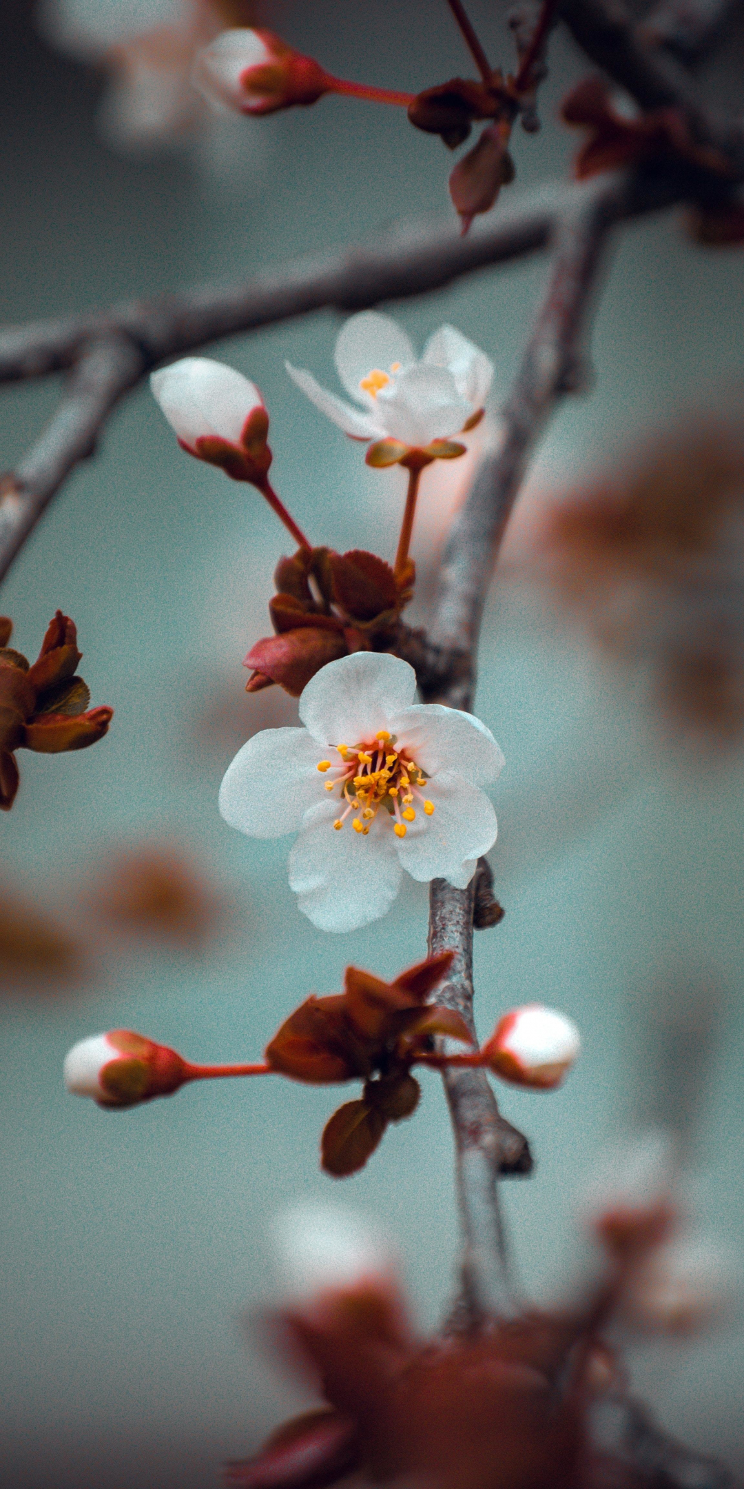 White flower, cherry blossom, tree branch, 1080x2160 wallpaper